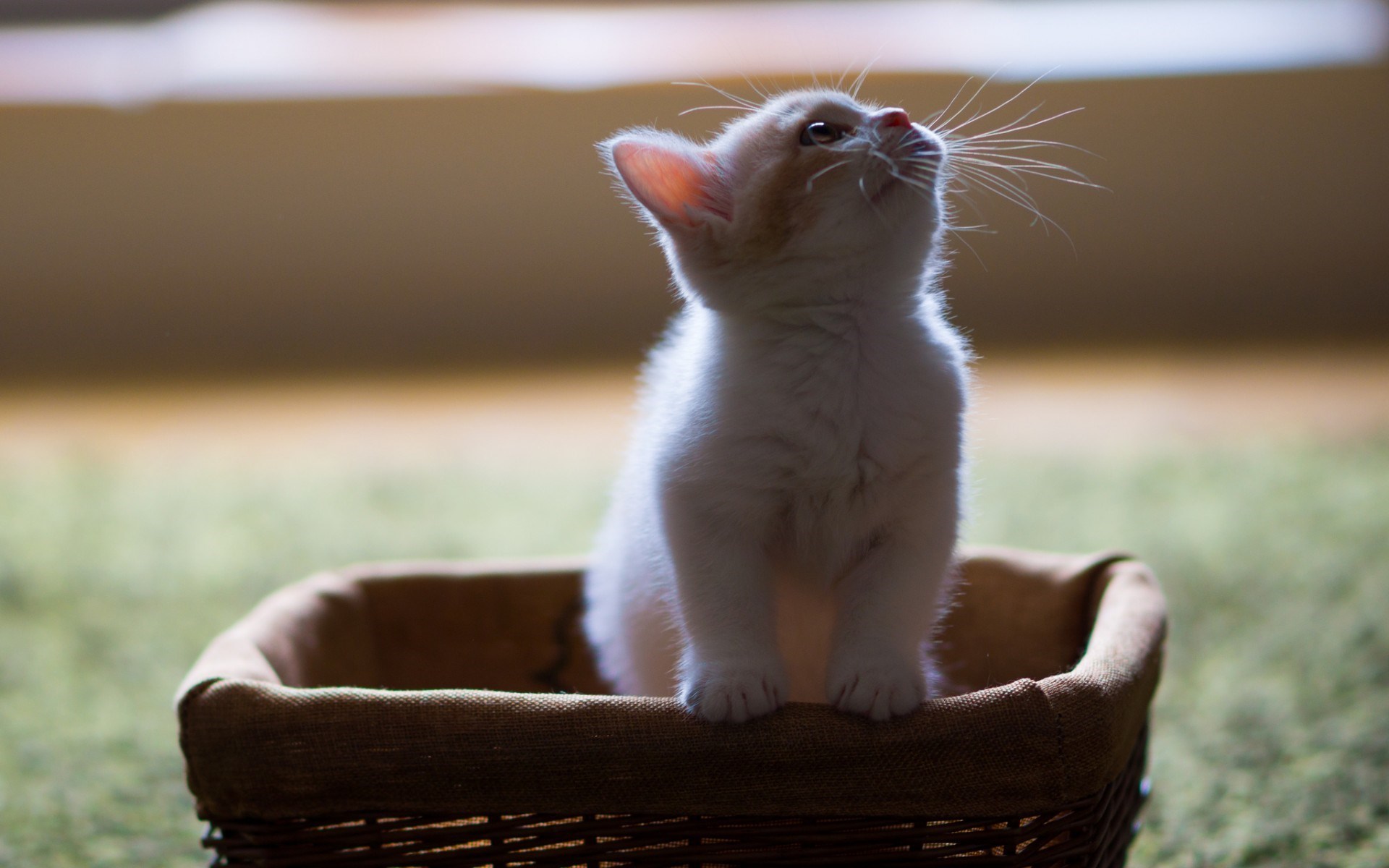 Sweet Kitten Basket
