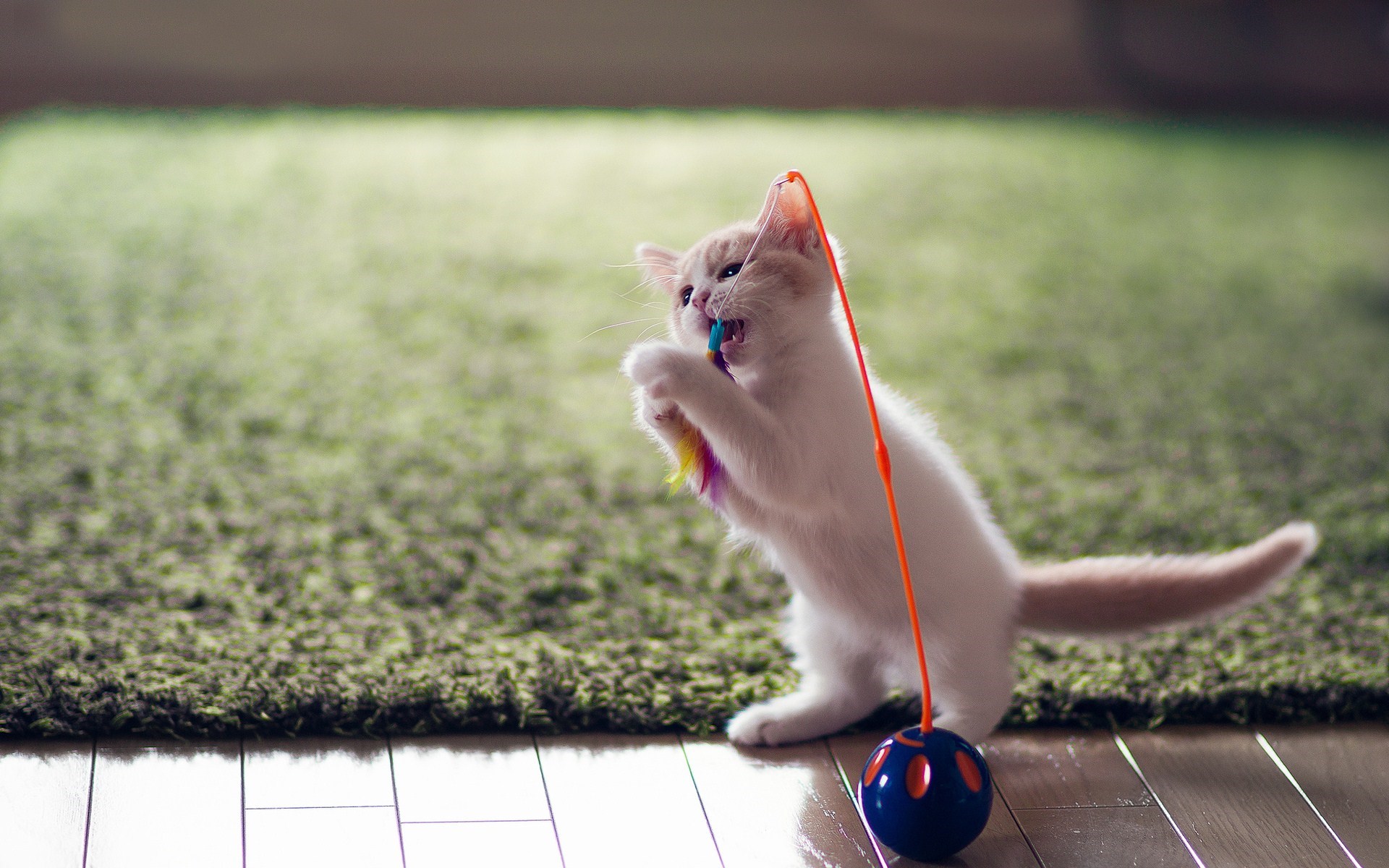 Sweet Kitten Toy Fun Photo