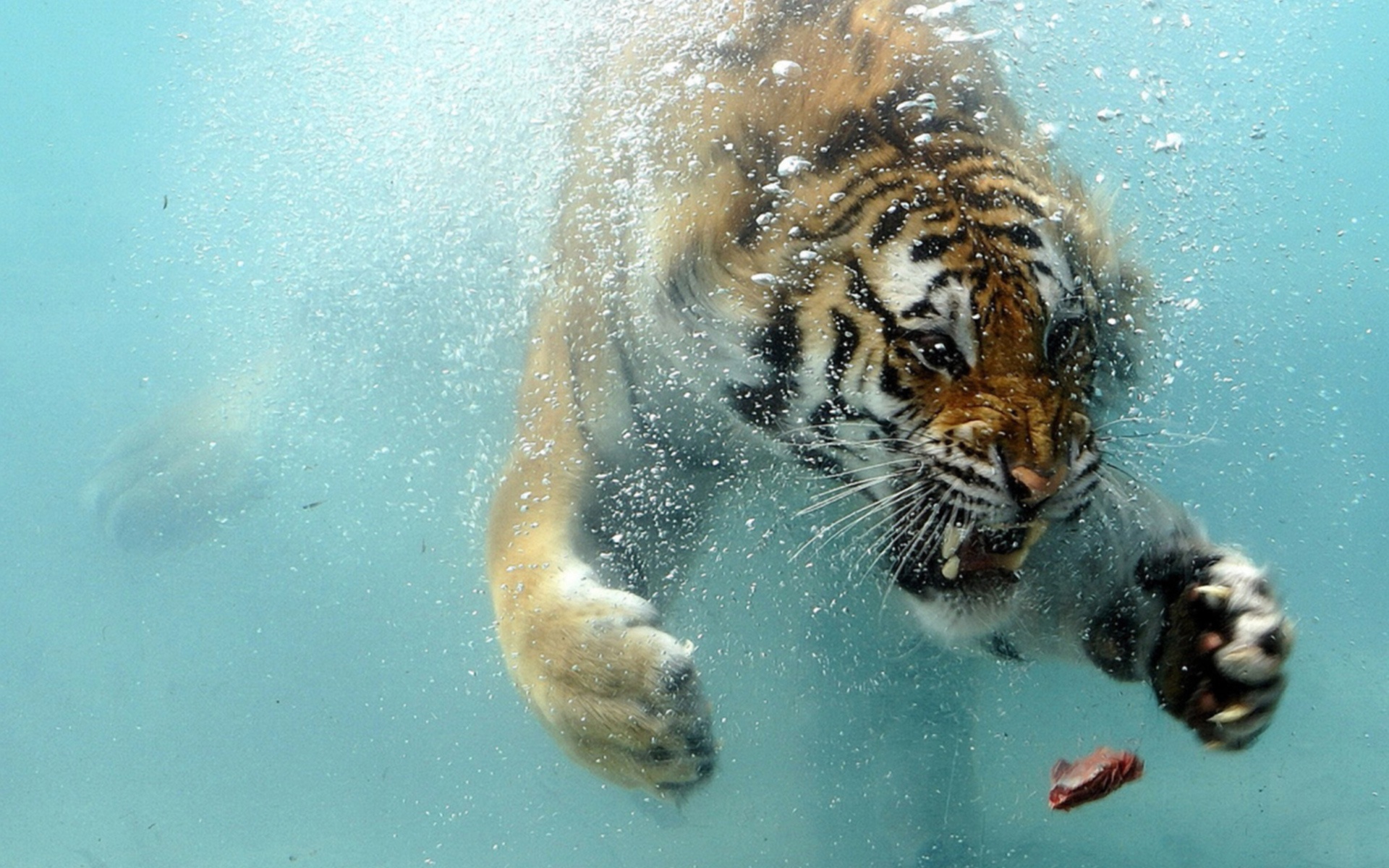 swimming tiger hd wallpapers