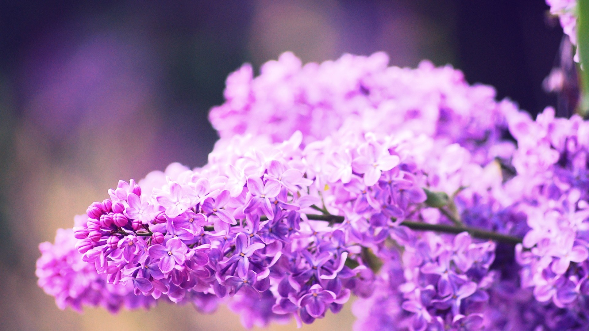Syringa Lilac Flowers