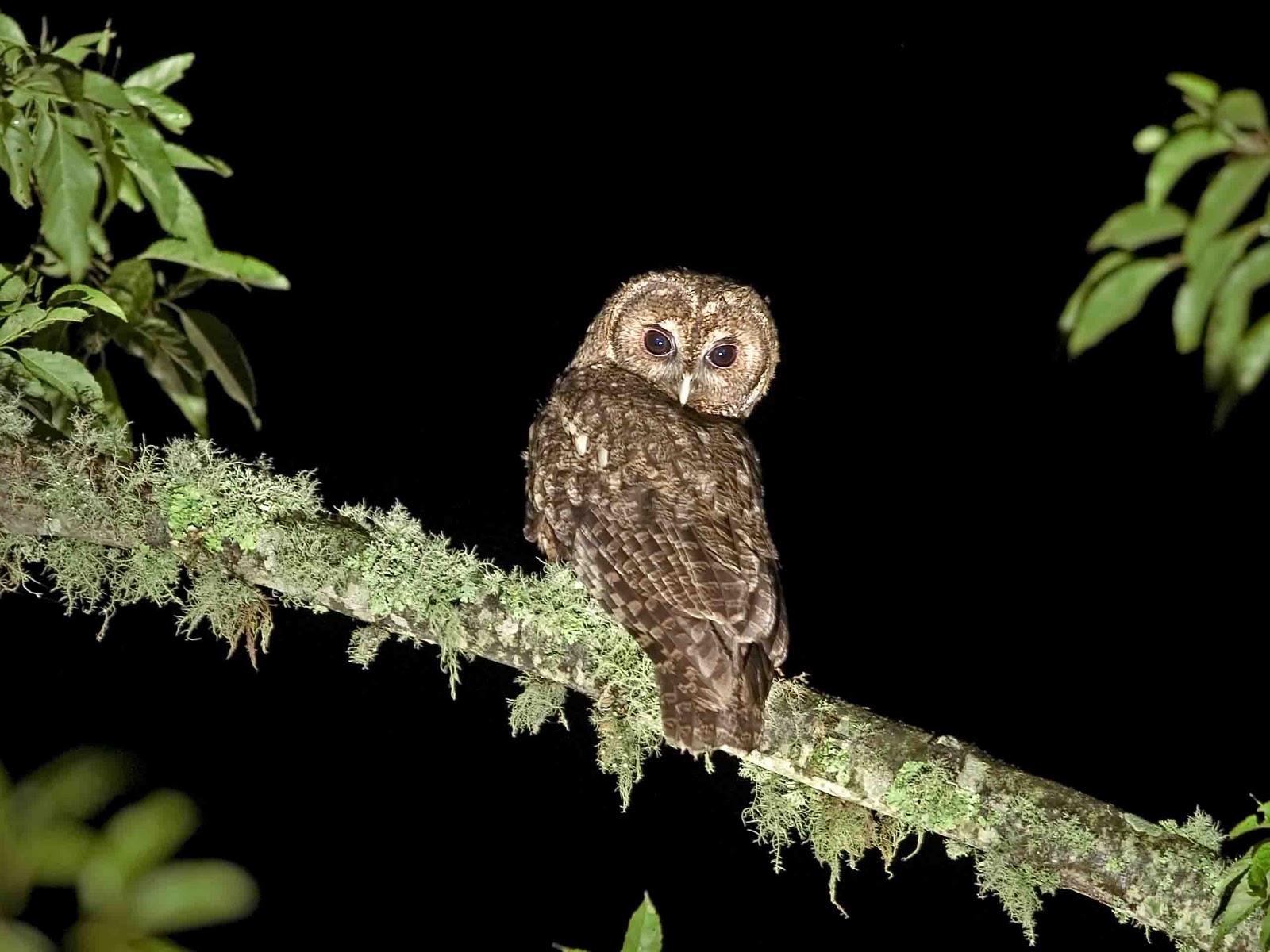 Due to the fact that tawny owls are relatively small birds (particularly in comparison to other birds of prey), the tawny owl has a number of natural ...