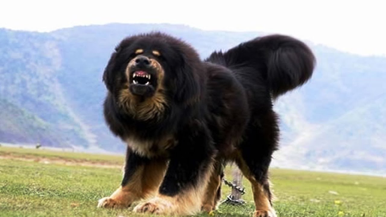SWAT police shot death giant Tibetan Mastiff: the COPS so cruel or deserve the Mastiff?