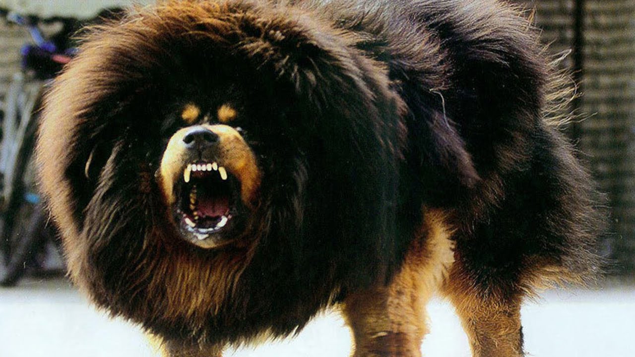The World's Most Terrifyingly Awesome & Terrifyingly Expensive Dog - Tibetan Mastiffs