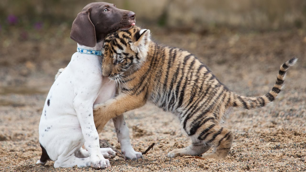 Baby Tiger And Dog Are Best Friends