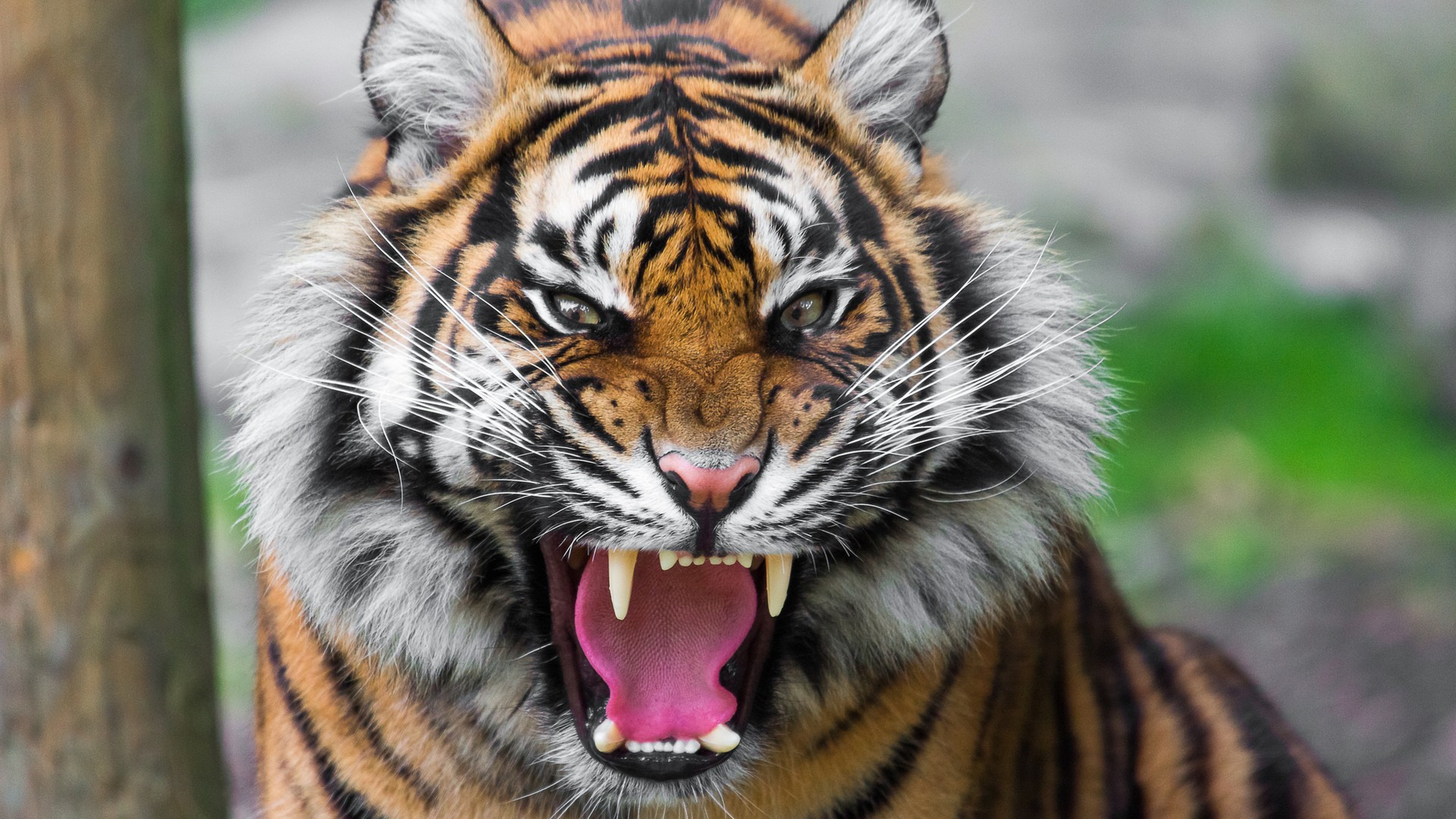 3840x2160 Wallpaper tiger, face, teeth, anger, big cat