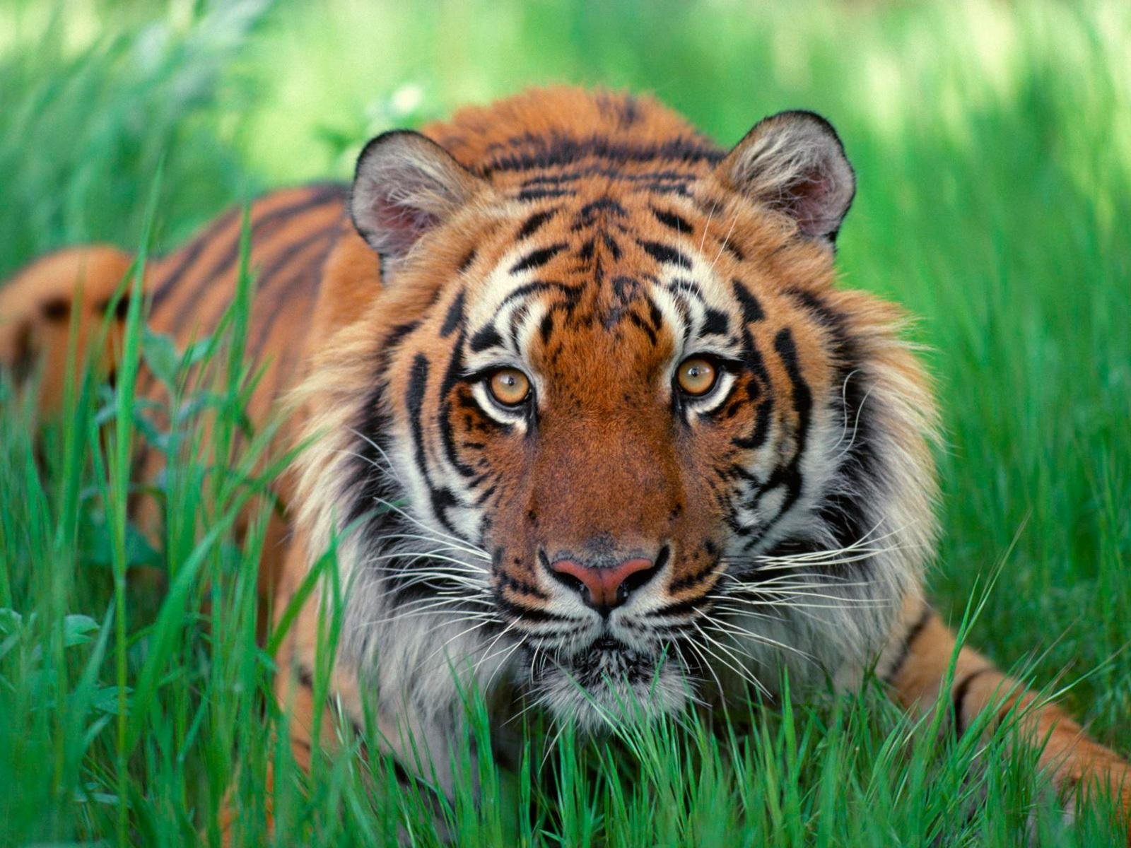 Tiger- Photo#04