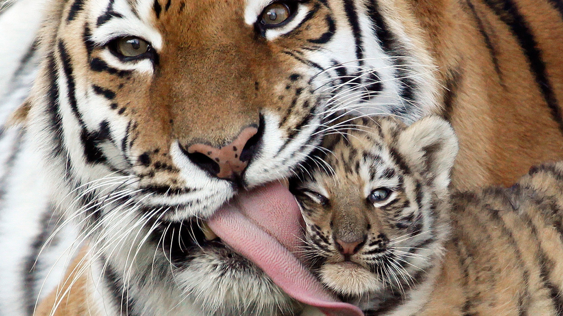 1920x1080 Wallpaper caring, kindness, tiger, tiger cub, tongue