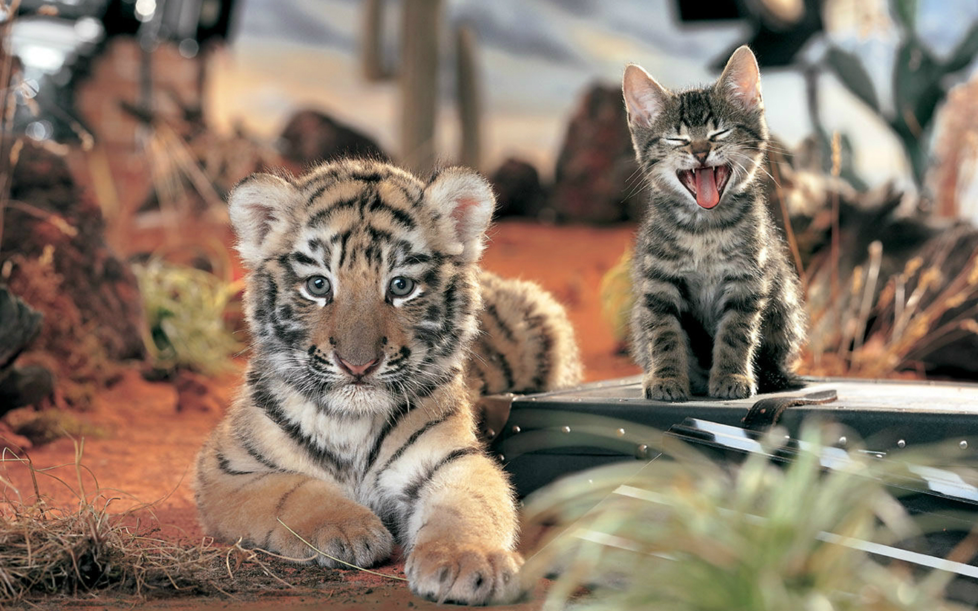 Tiger cub yawning kitty
