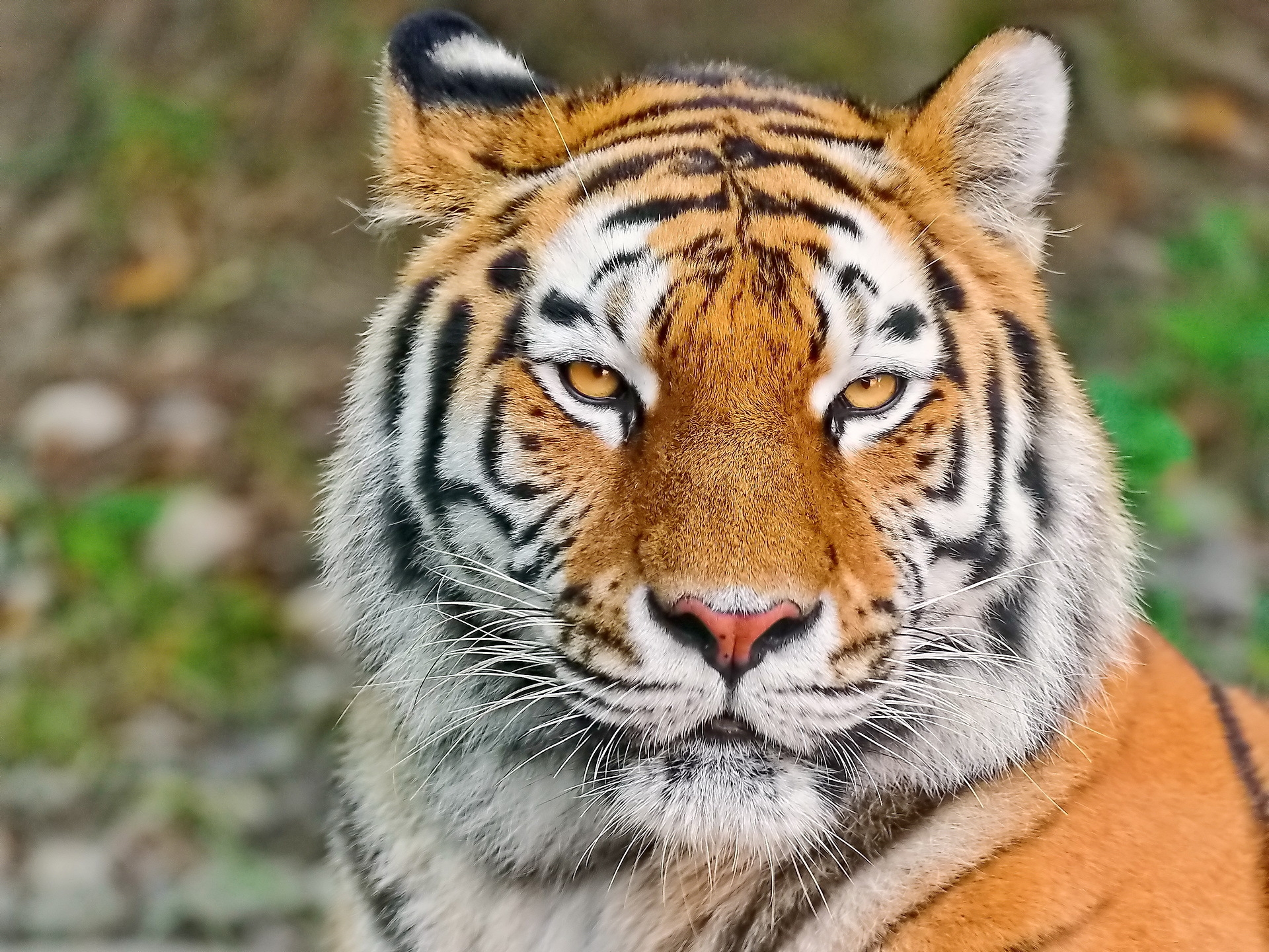 1920x1440 Wallpaper tiger, face, eyes, aggression, predator