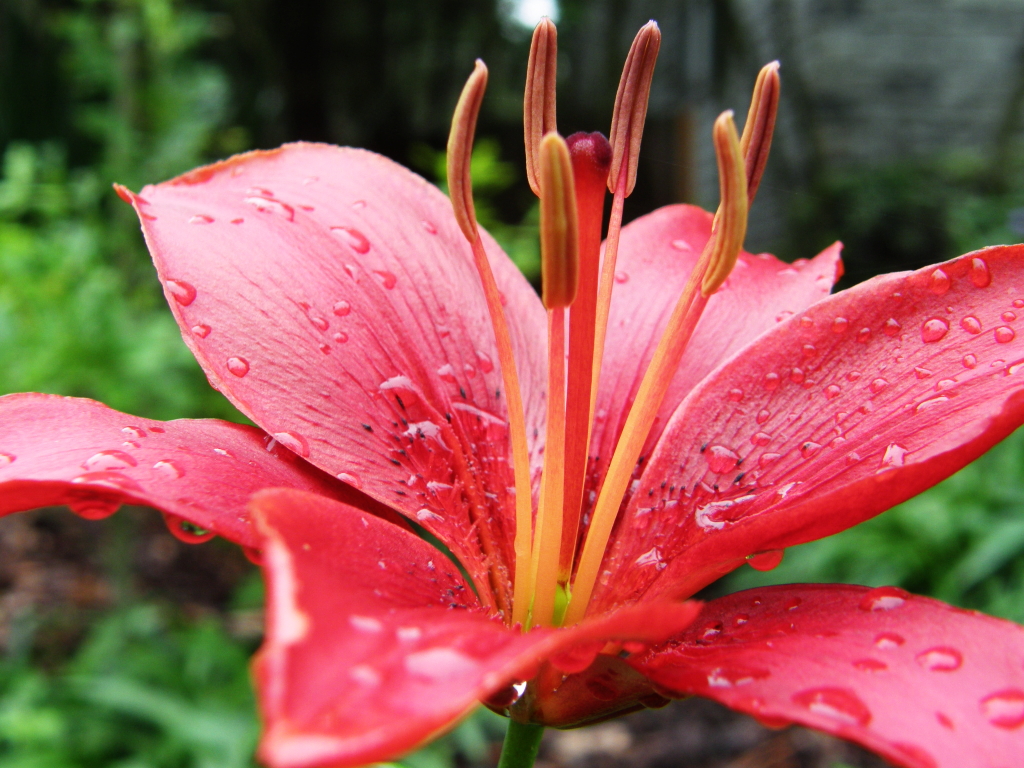 Tiger Lily Flower