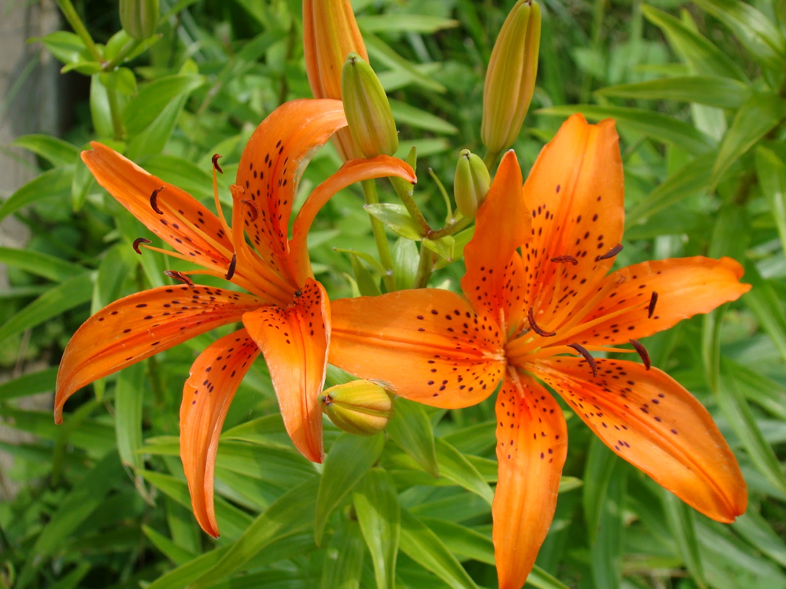... Tiger Lily Flower