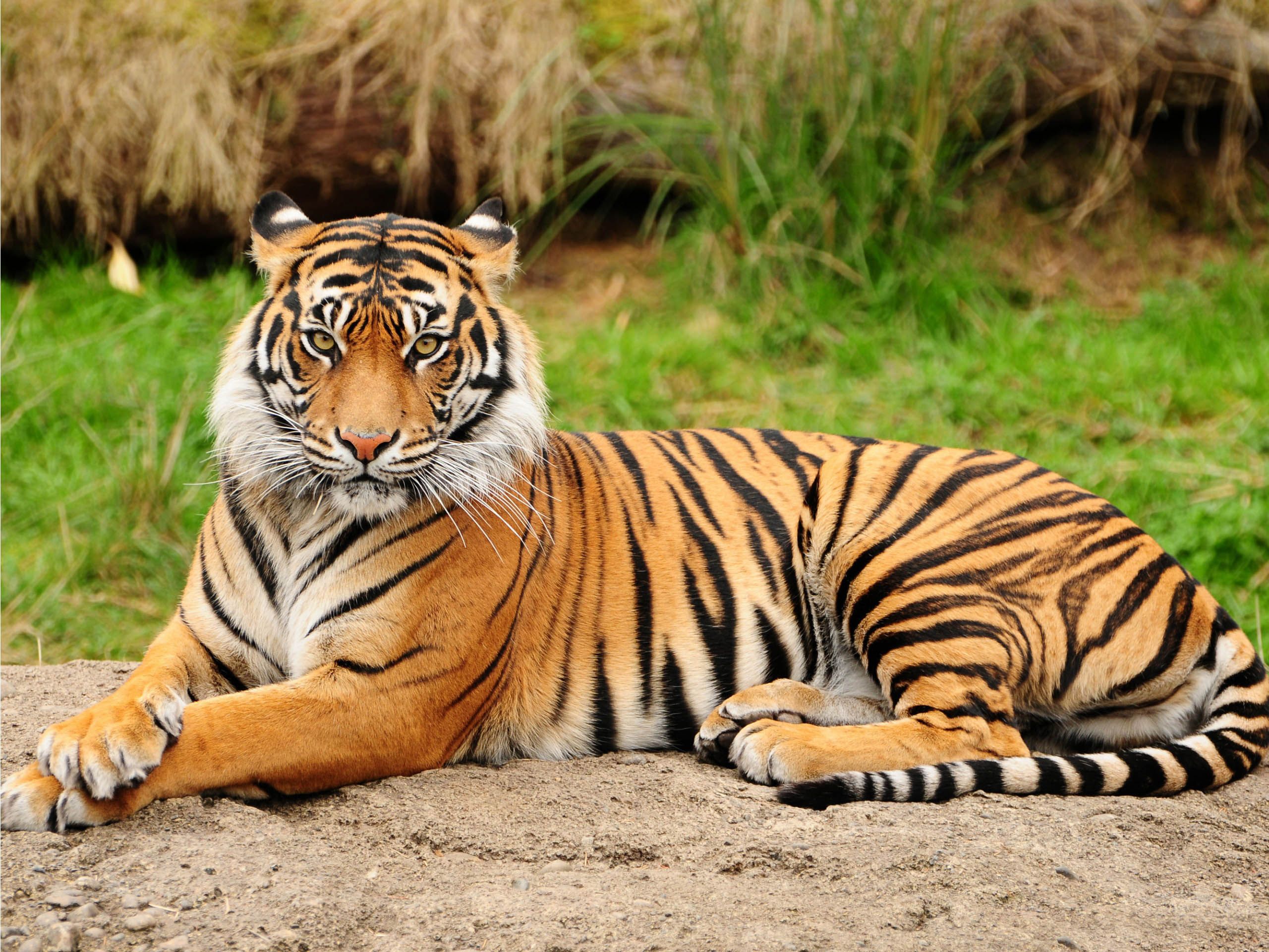 Tiger Photos