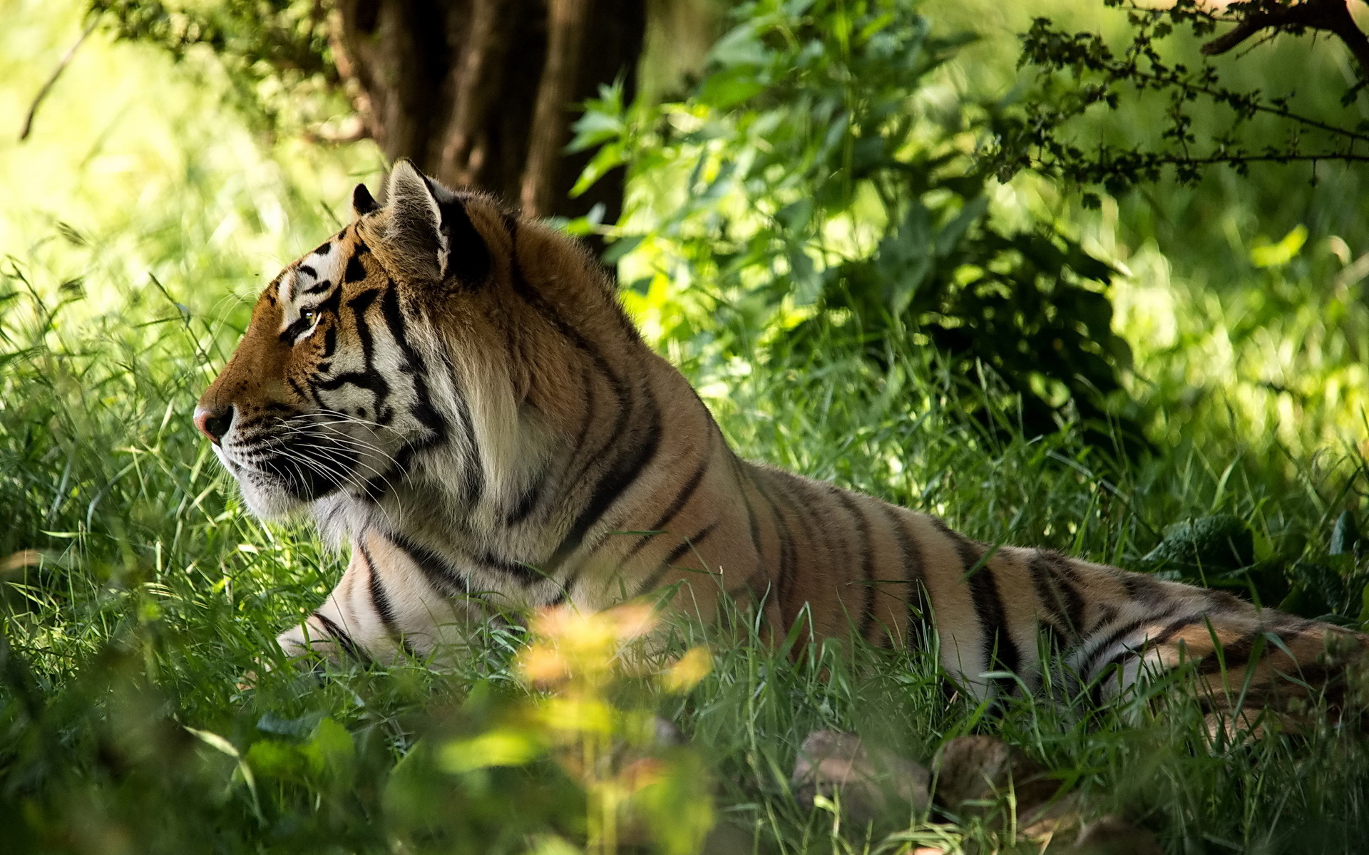 Tiger sit in meadow