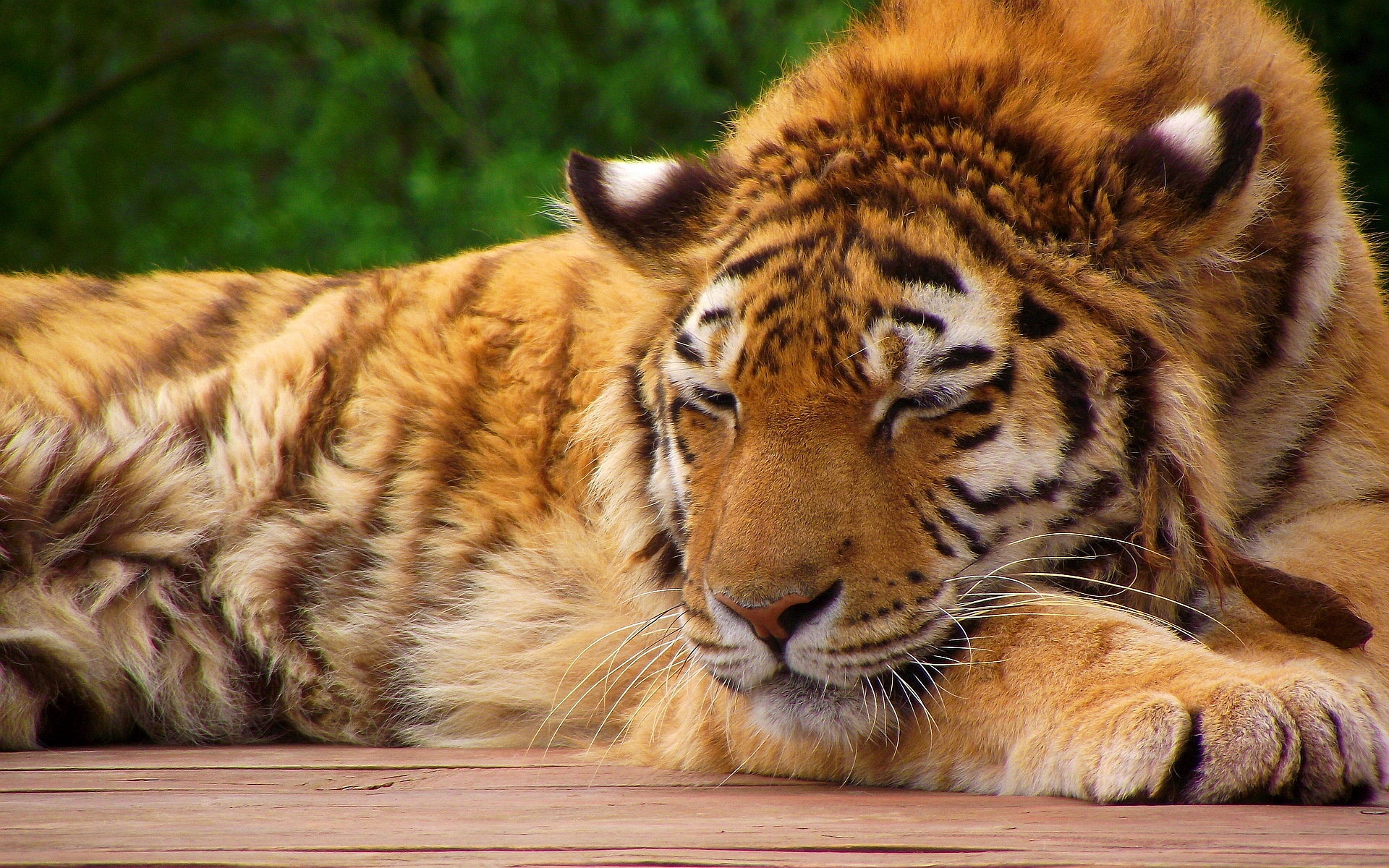 Tiger Sleep