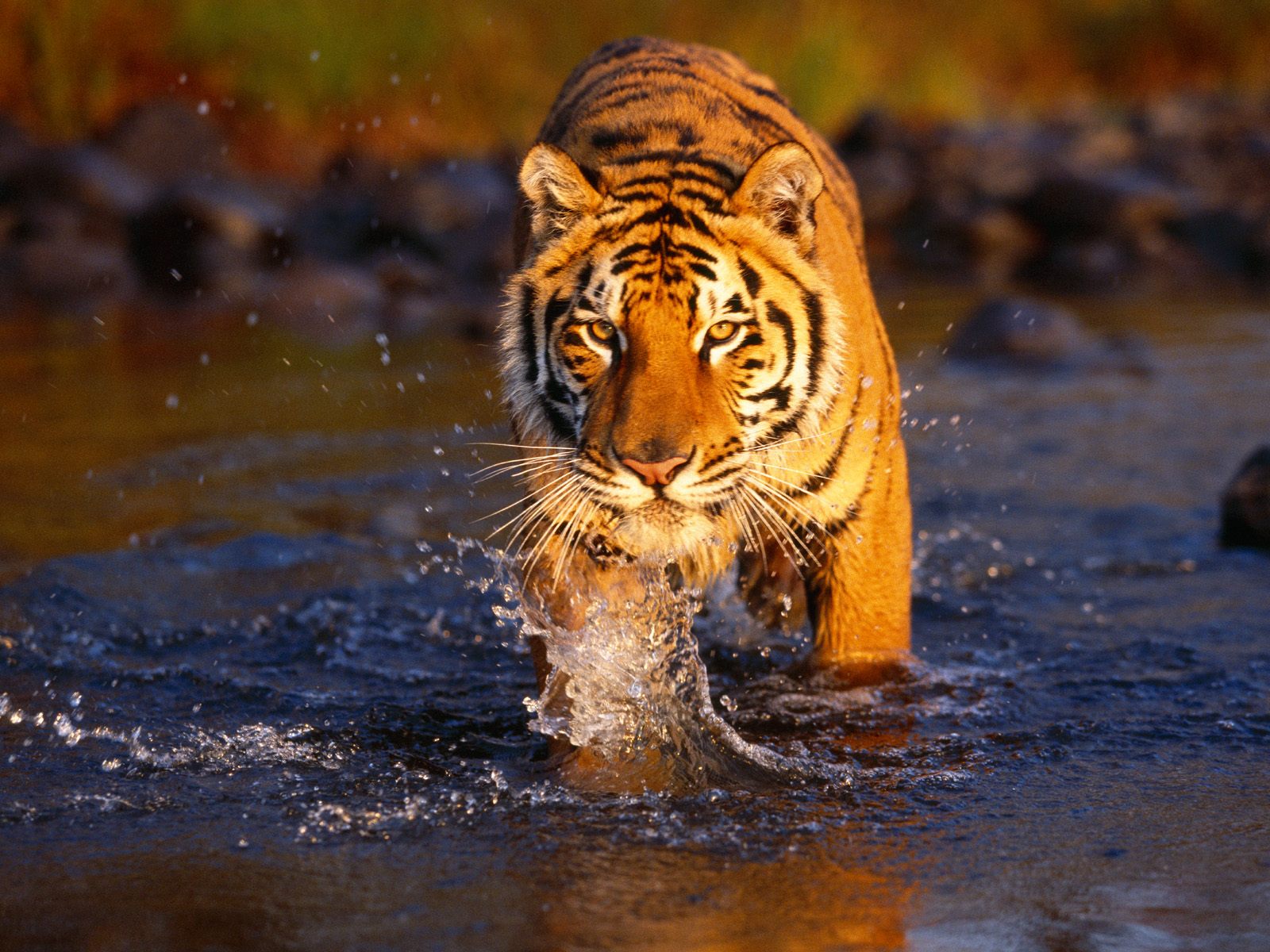Great hd picture with a golden brown tiger walking throught the water.