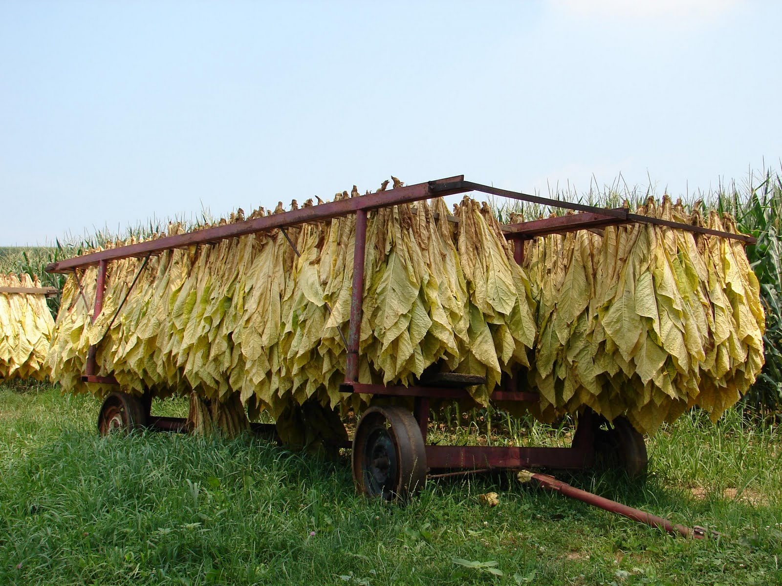 We do plan to sun dry the tobacco leaves as much as possible. This is faster and produces tobacco with much lower nicotine levels and less ammonia.