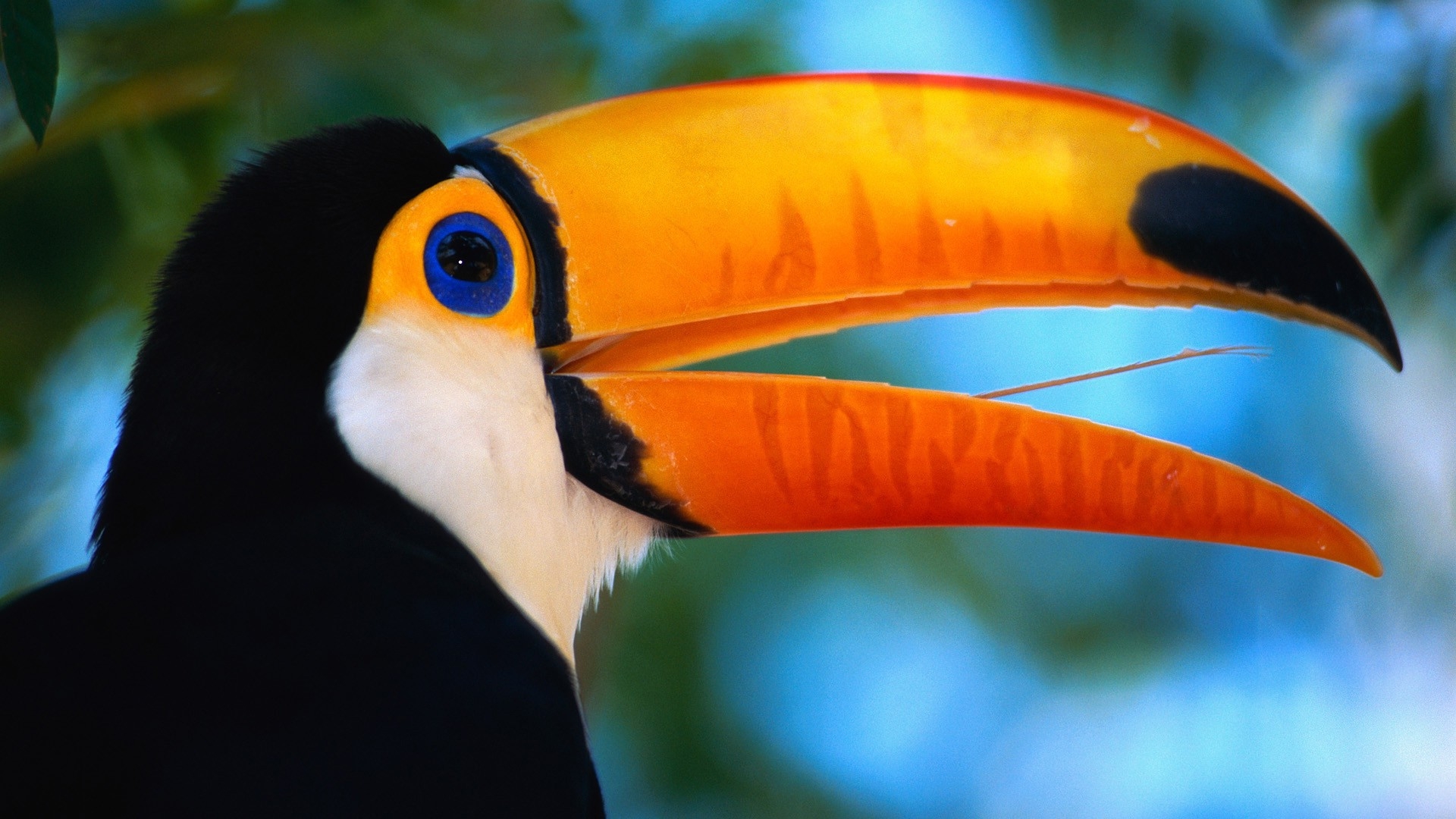 Preview wallpaper toucan, beak, bird, exotic 1920x1080