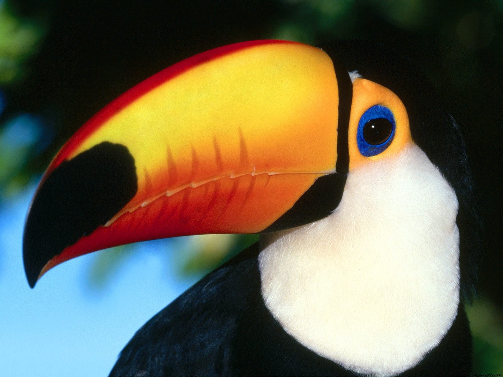 Toco toucan colourful beak tropical bird 1600x1200