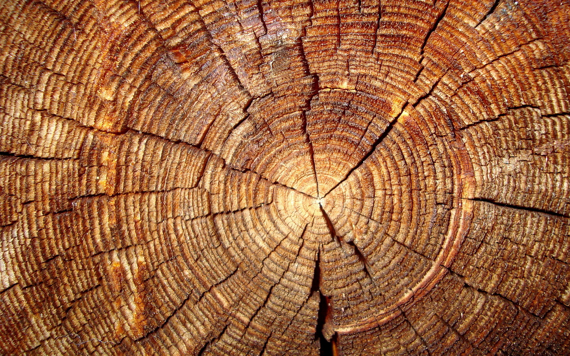 Tree Annual Rings Wallpaper 1920x1200 32251