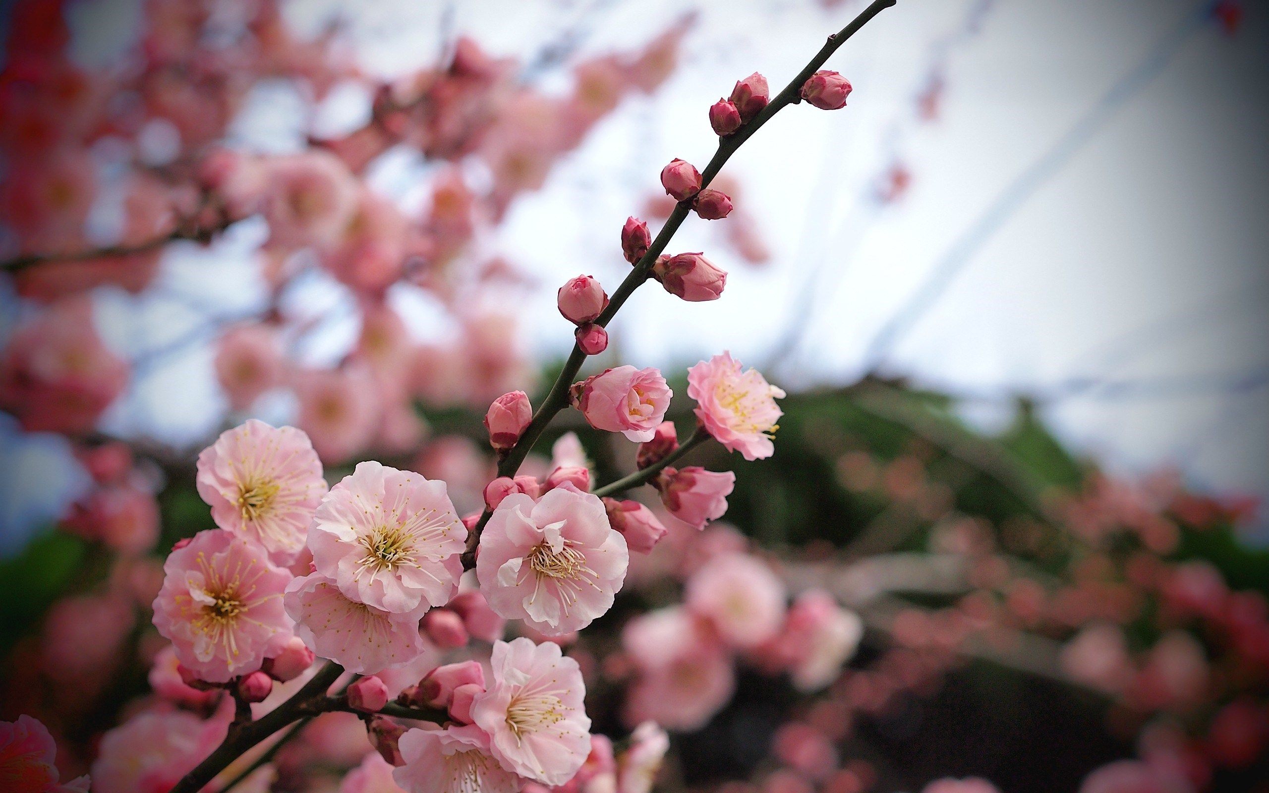 Tree Apricot Pink Flowers