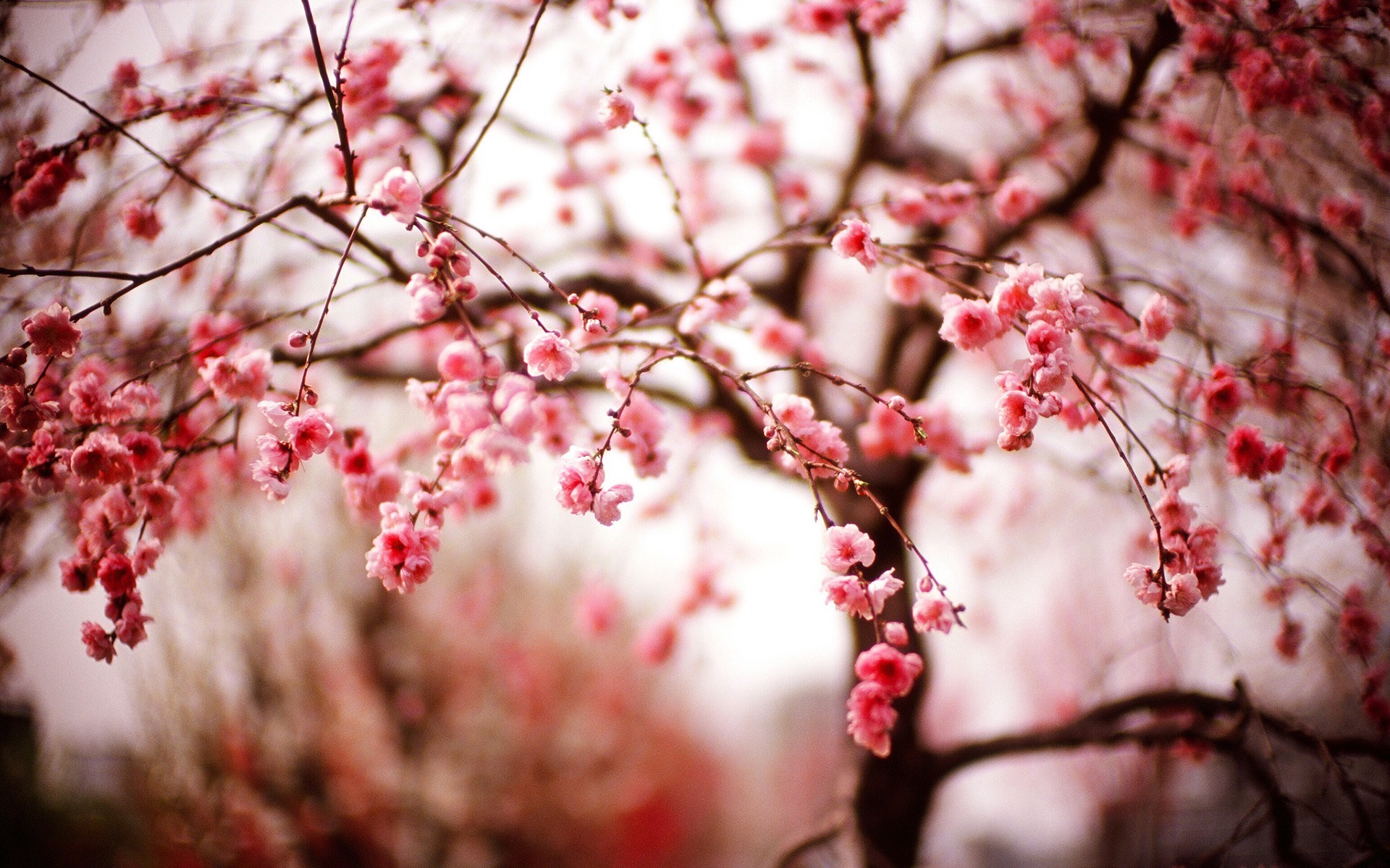 Tree Blossoms Spring