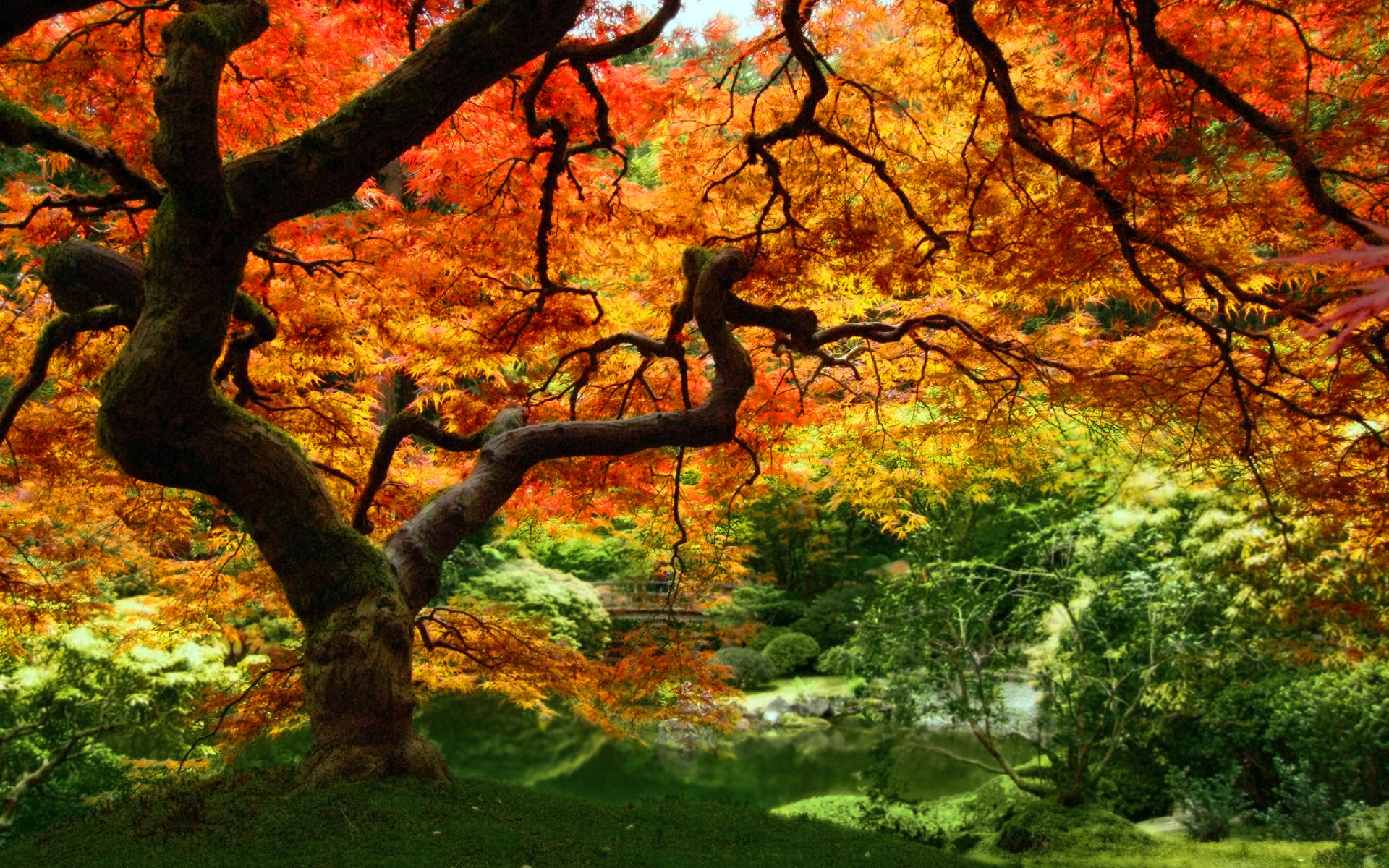 Autumn Leaves Forest Trees Wallpaper #95400 - Resolution 1920x1200 px
