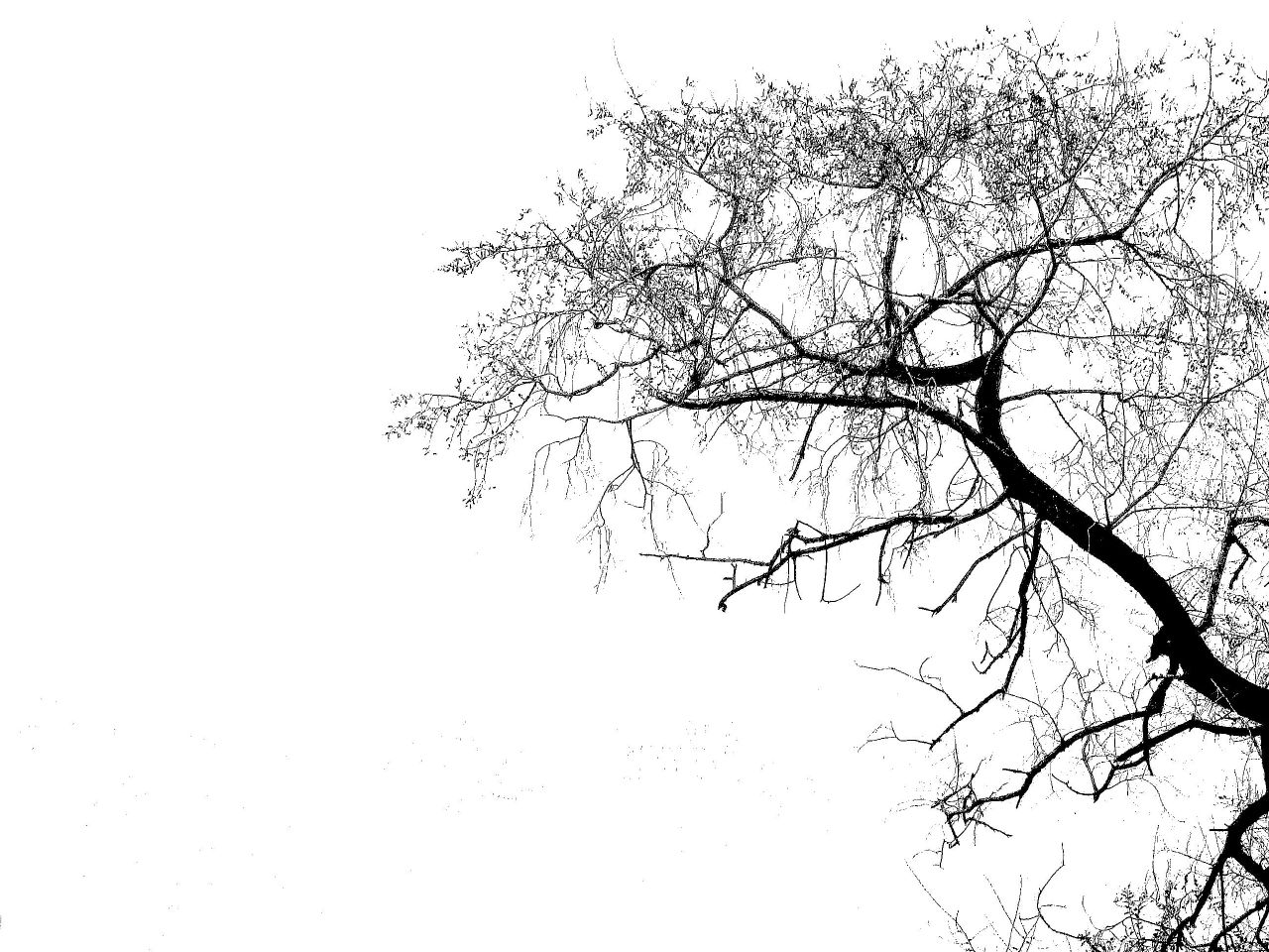 Tree Silhouette by Simmo1024 / © Some rights reserved.