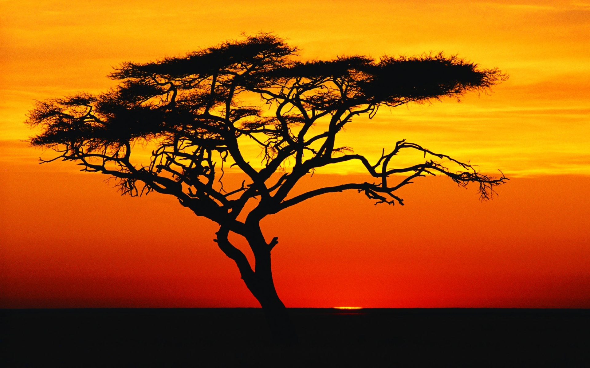 Download Tree Silhouette HD Wallpapers absolutely free for your pc desktop, laptop and mobile devices.