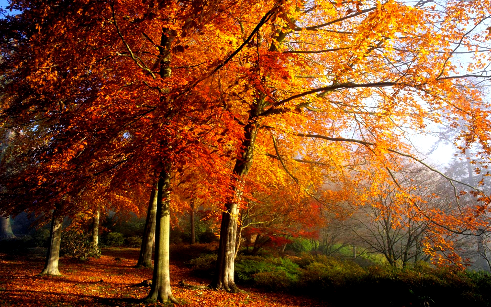 Autumn Trees HD wallpapers