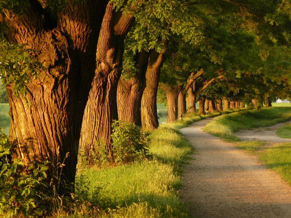 Image for trees wallpaper