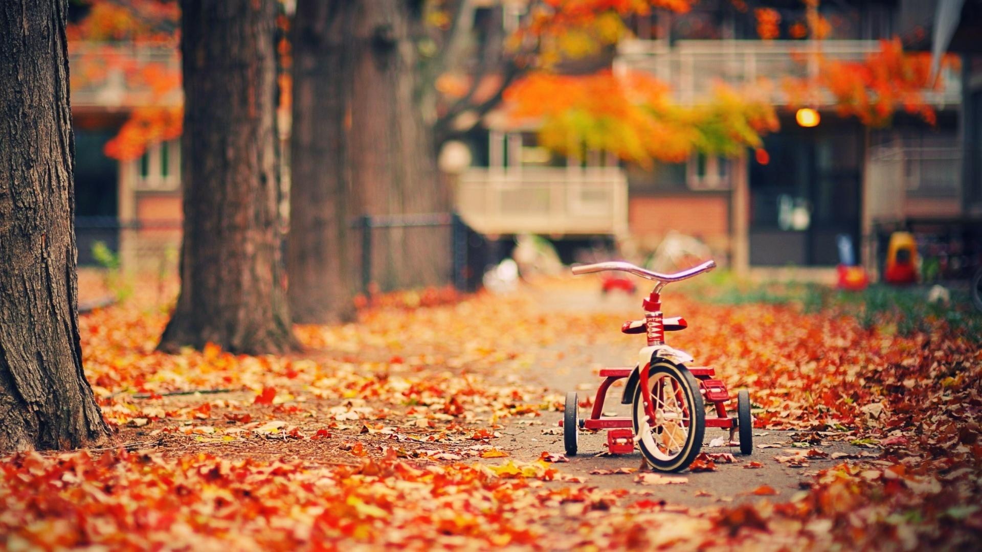 Tricycle Trees Fallen Leaves Autumn Photo