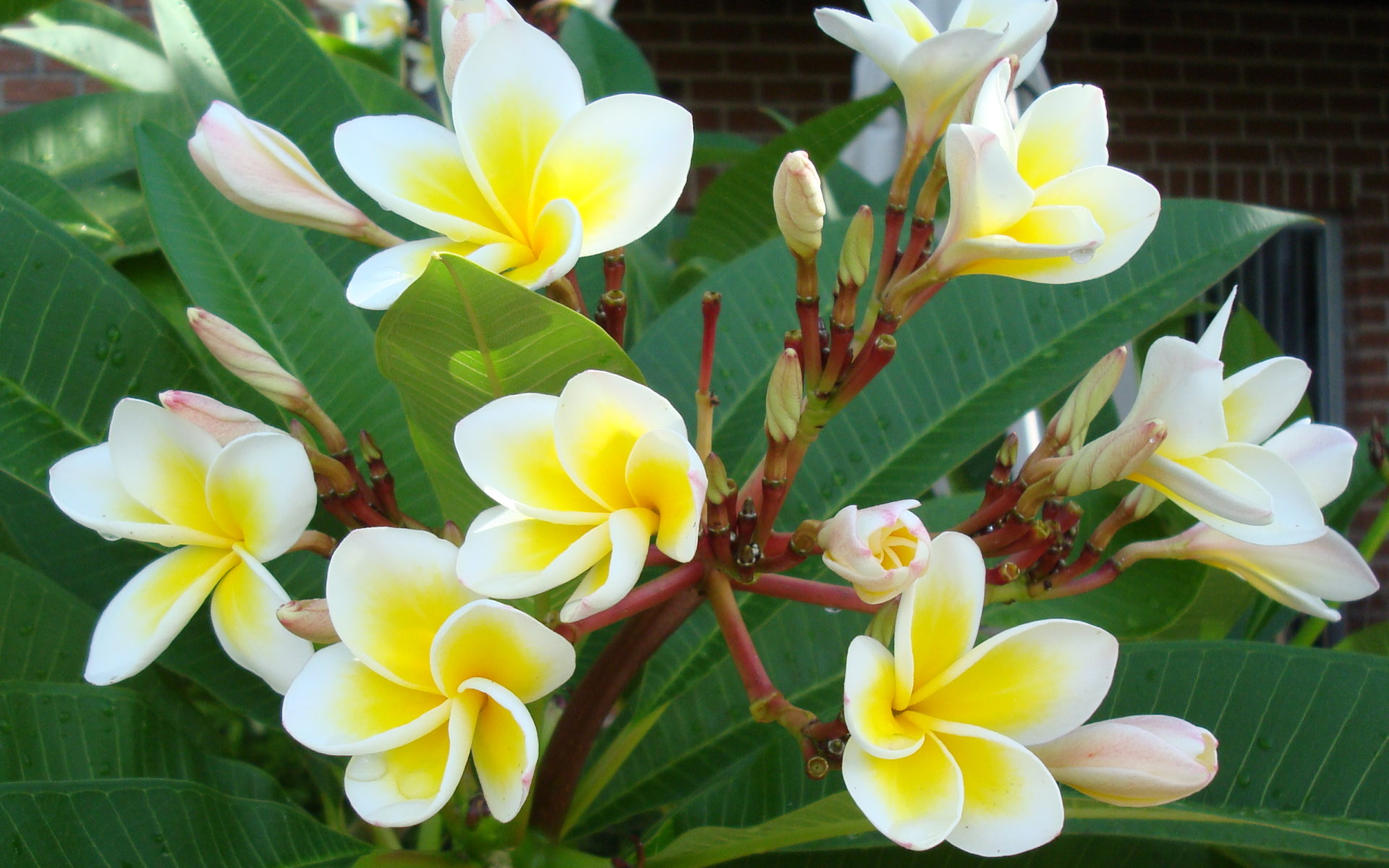 Beautiful Yellow White Tropical Flowers HD wallpapers