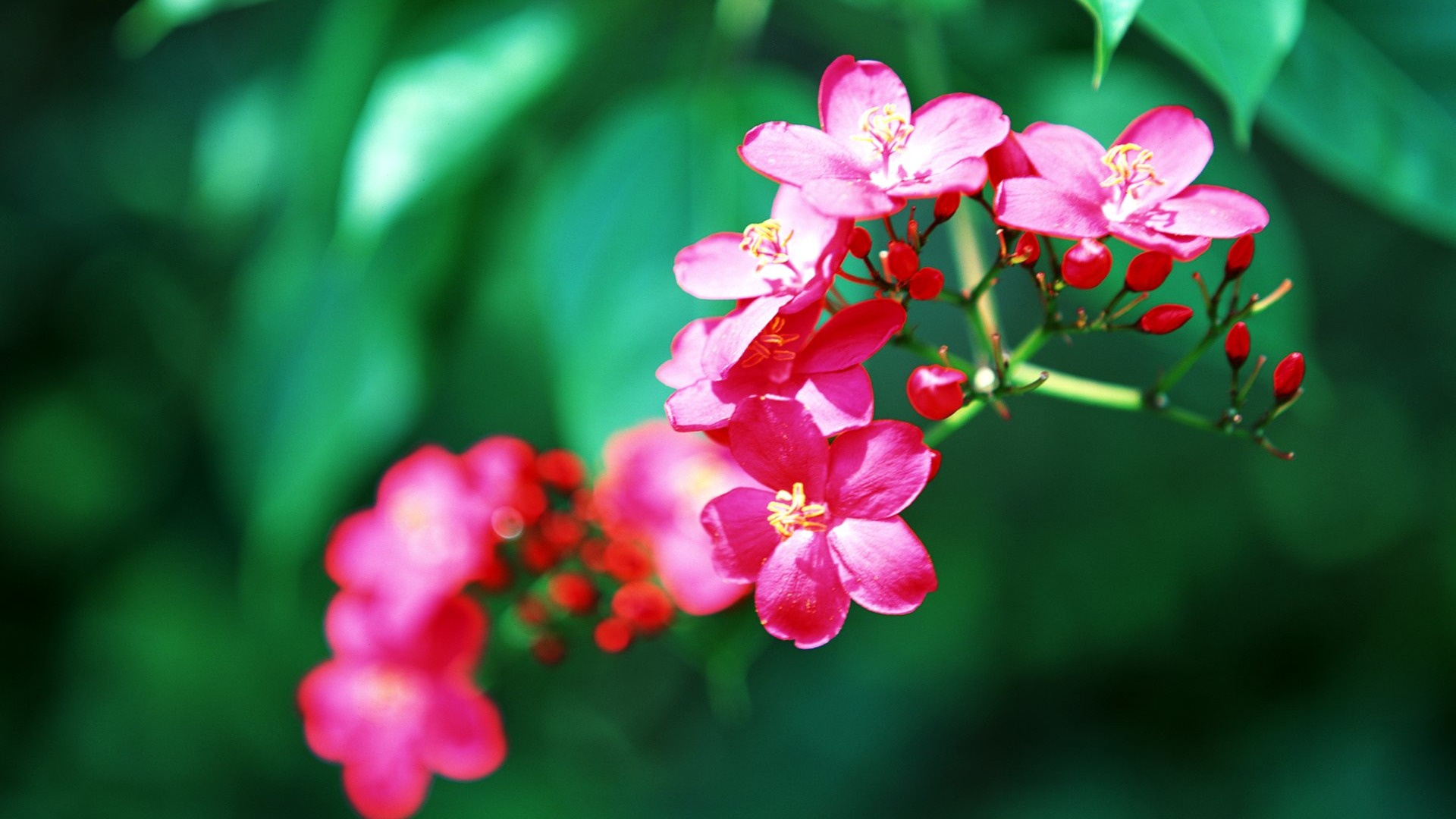 Hd Tropical Flowers Hd Background 9 HD Wallpapers