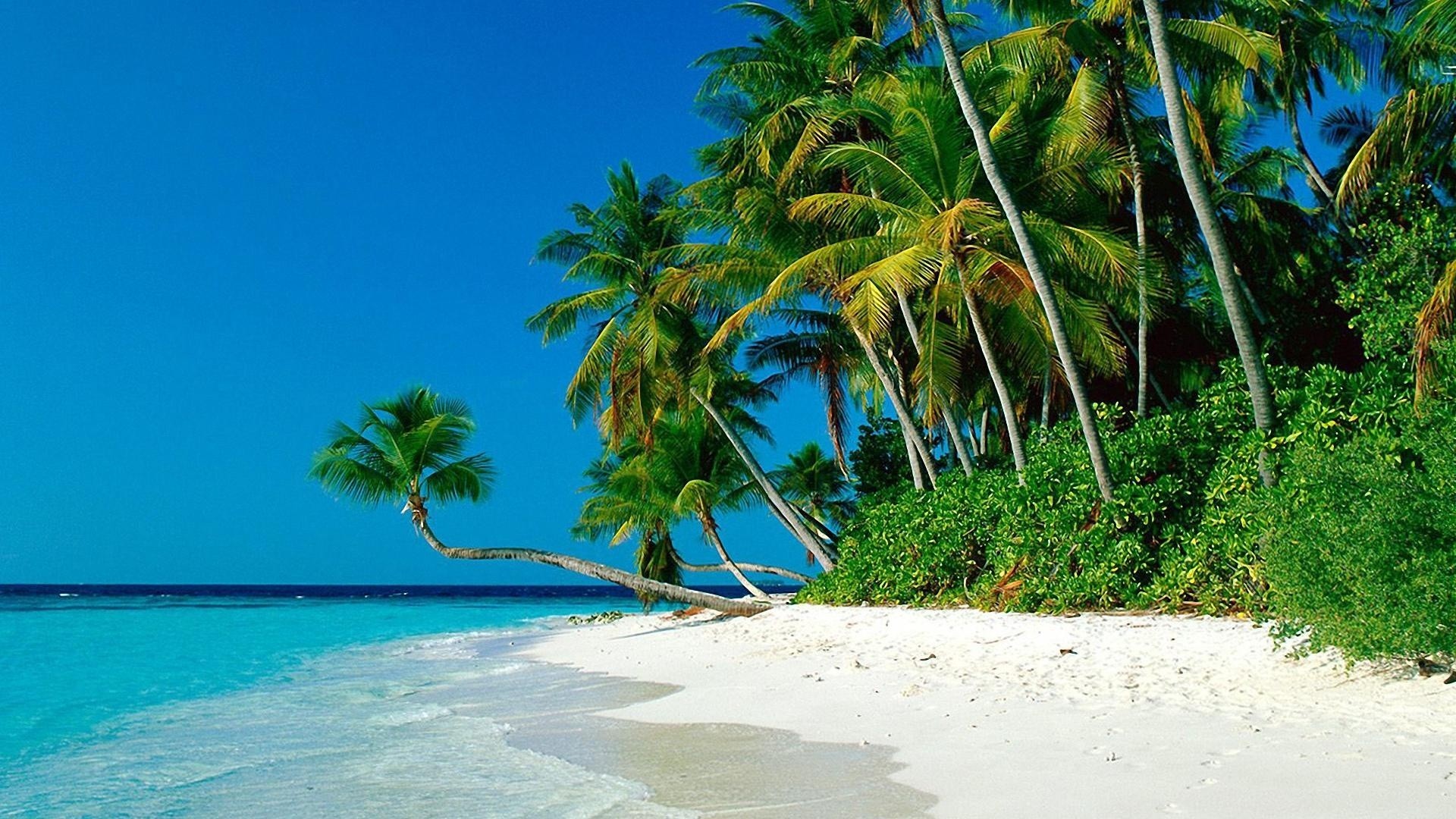 ... Palm Trees Background Hd With Tropical Beaches Tropical With Architecture Ideas And Tropical Beaches With Palm ...