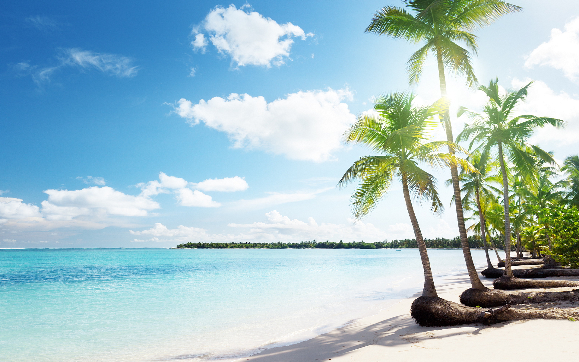 Tropical sand beach palms