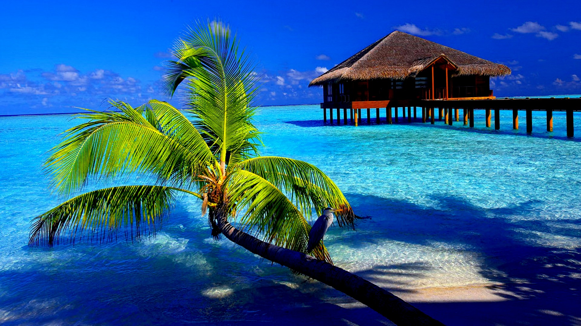 Tropical Wallpapers