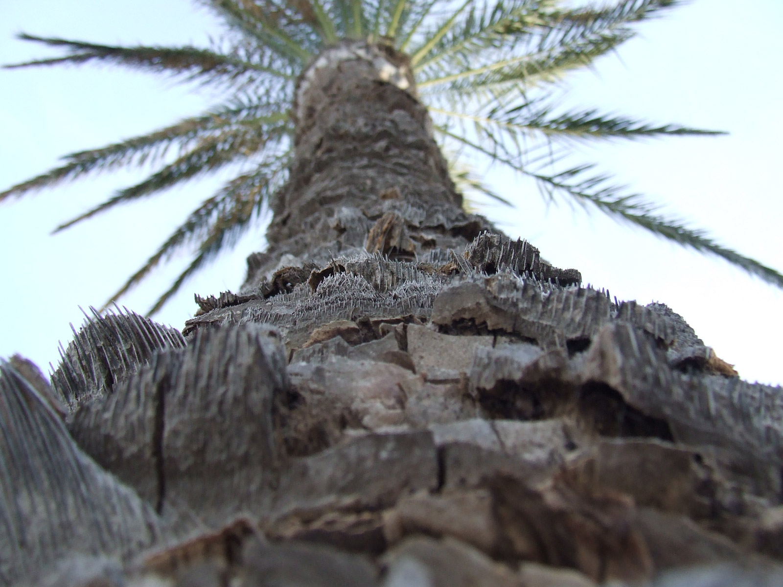 Trunk palm tree