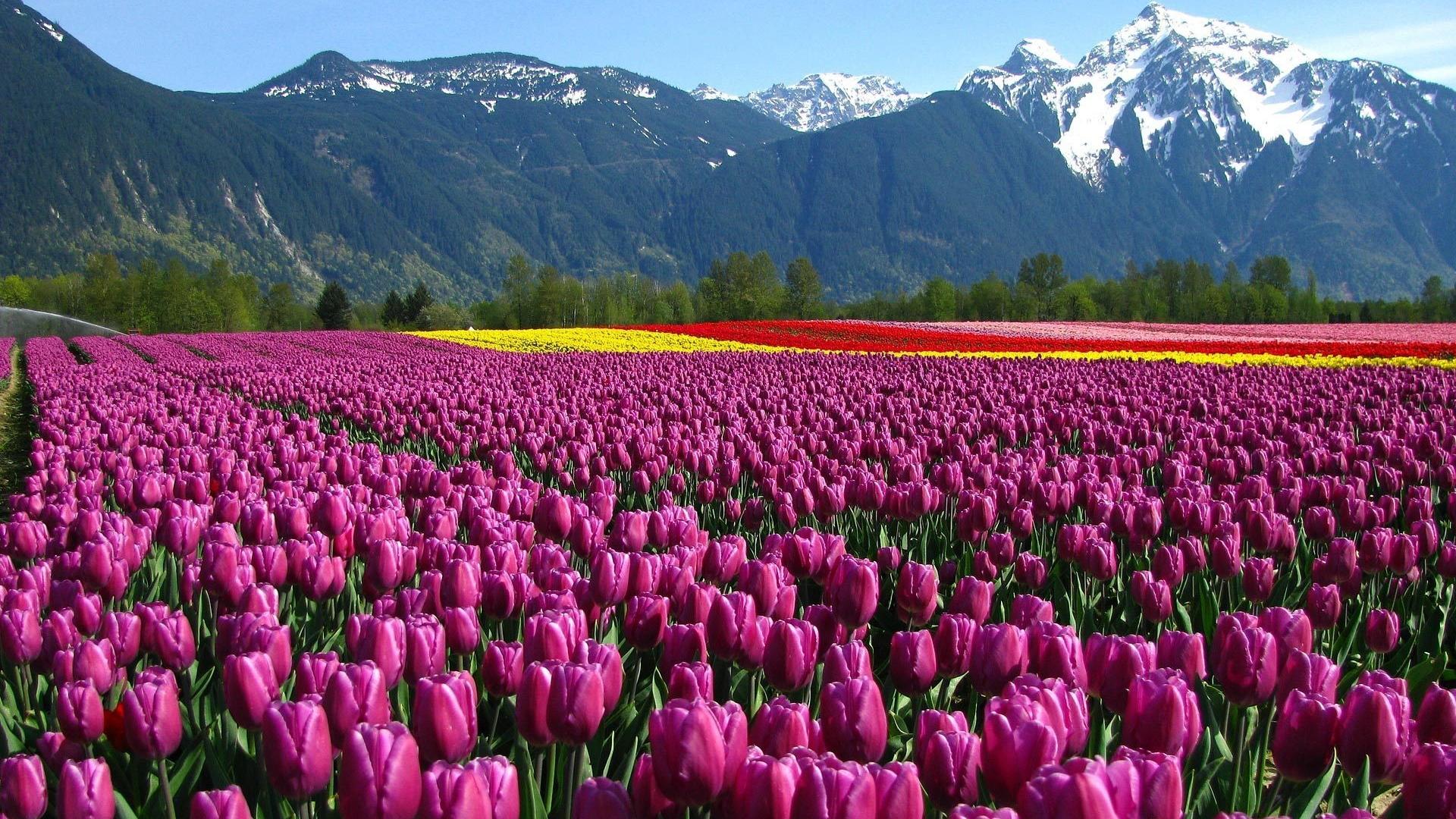 Tulip Field Background 14624