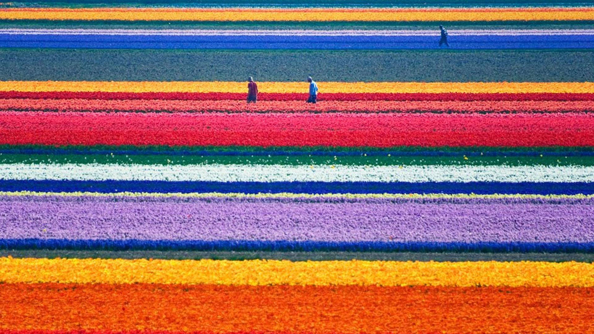 Amaizing Tulip Fields in the Netherlands