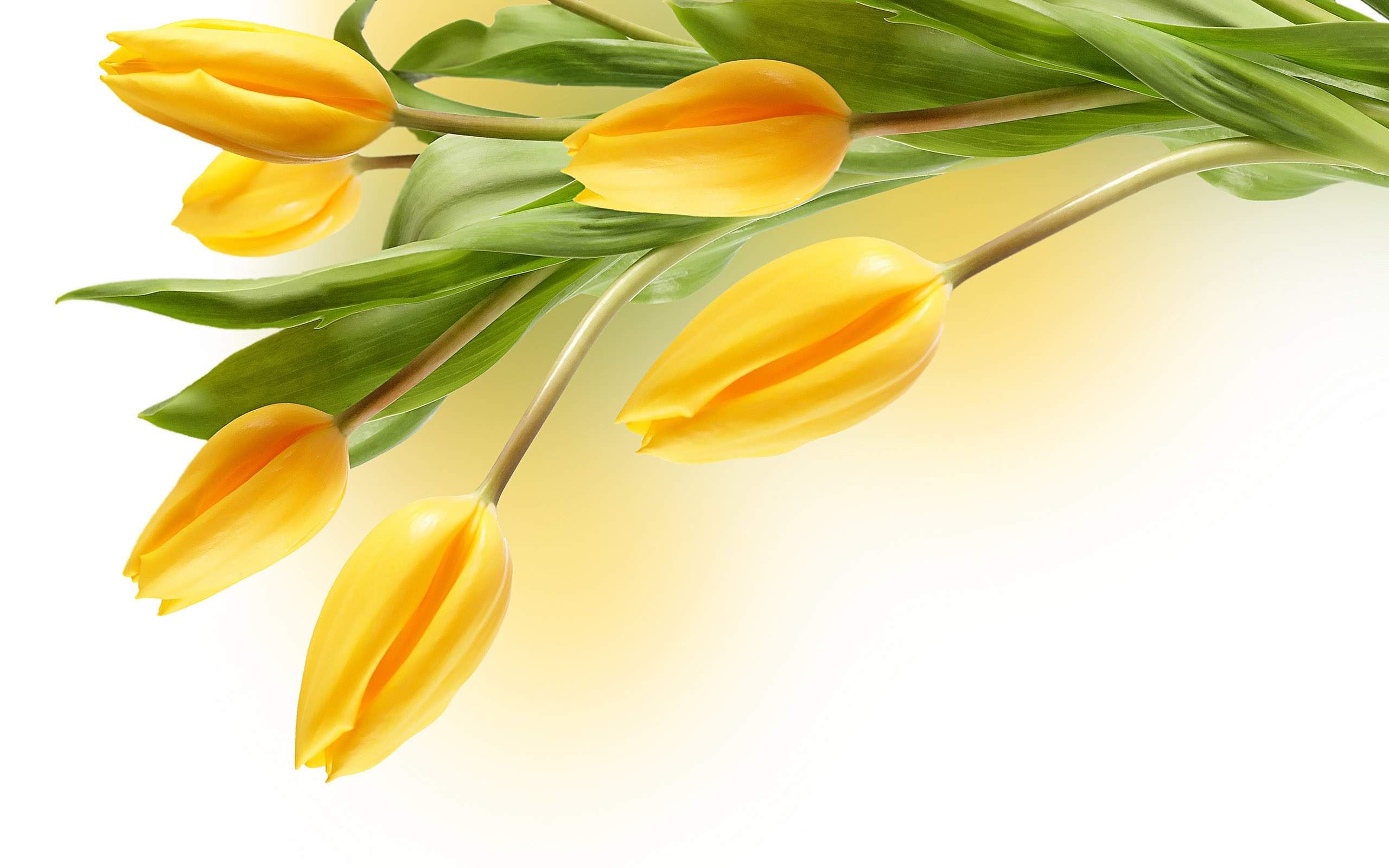 Flowers Yellow Tulip