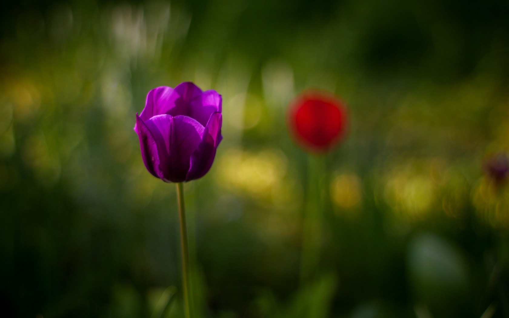 Tulip Purple Flower Close-Up