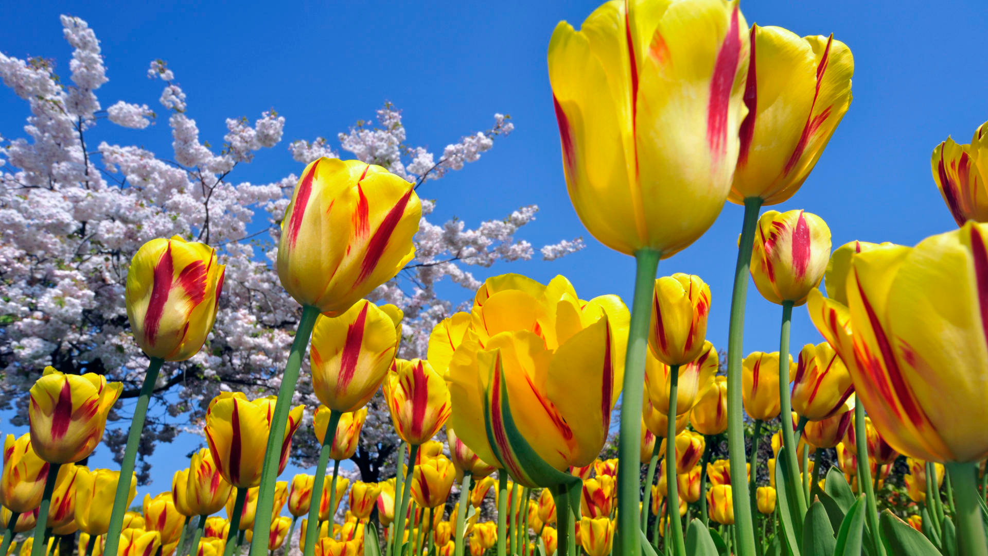 12 Lovely HD Tulips Wallpapers