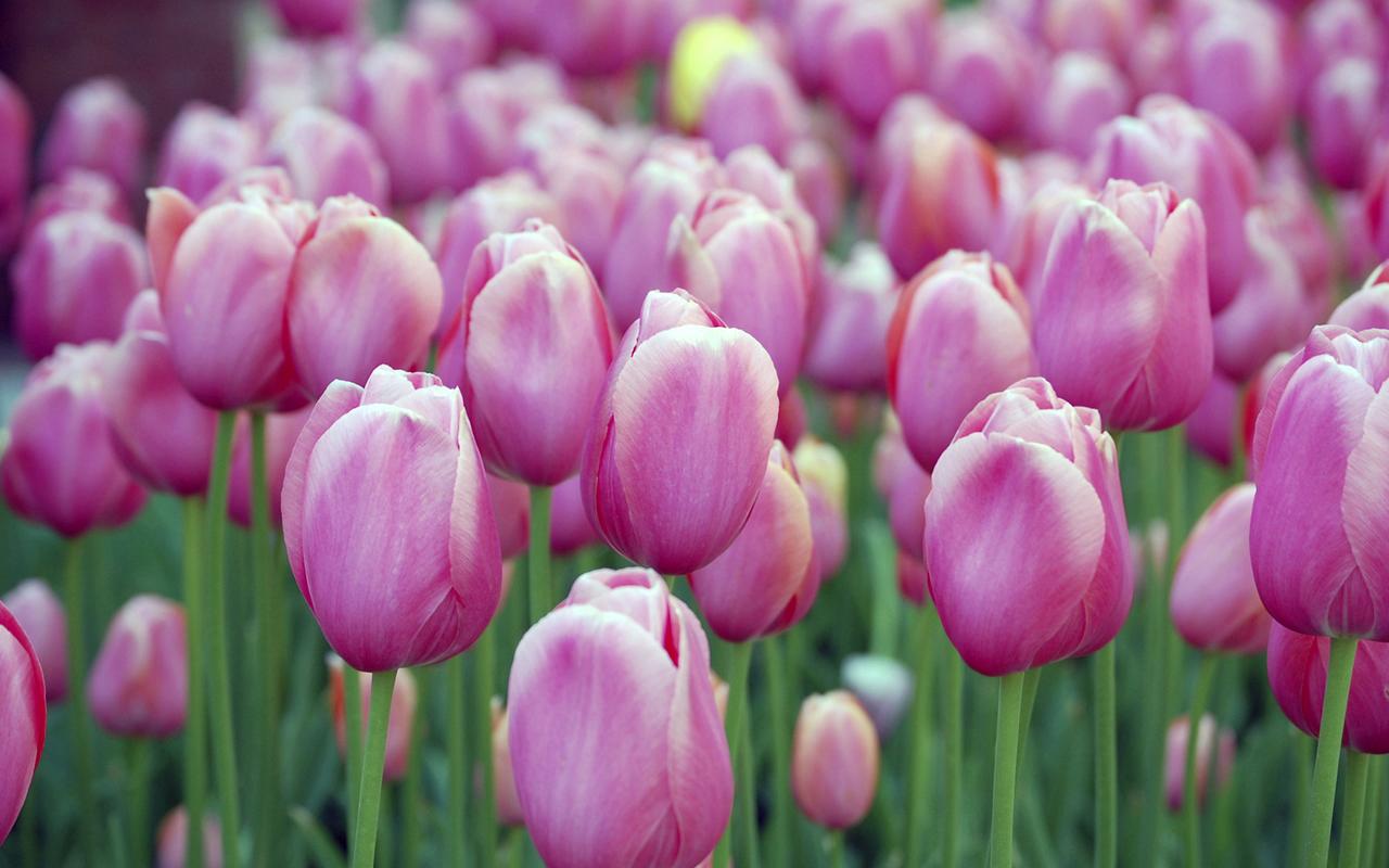 tulip-in-pink.jpg ...