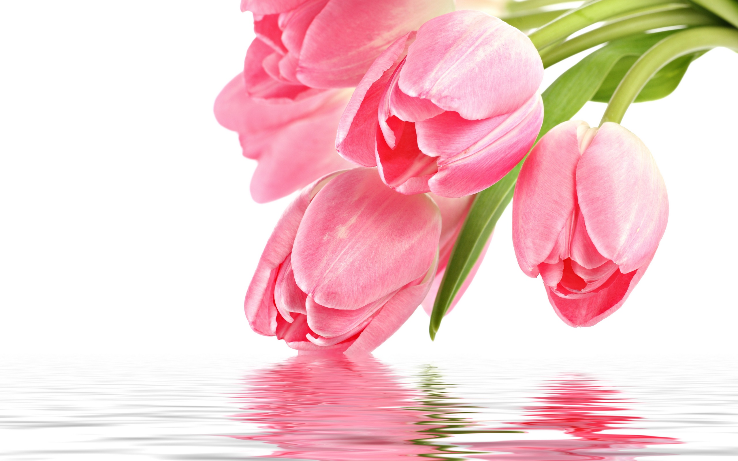... Pink Tulips ...