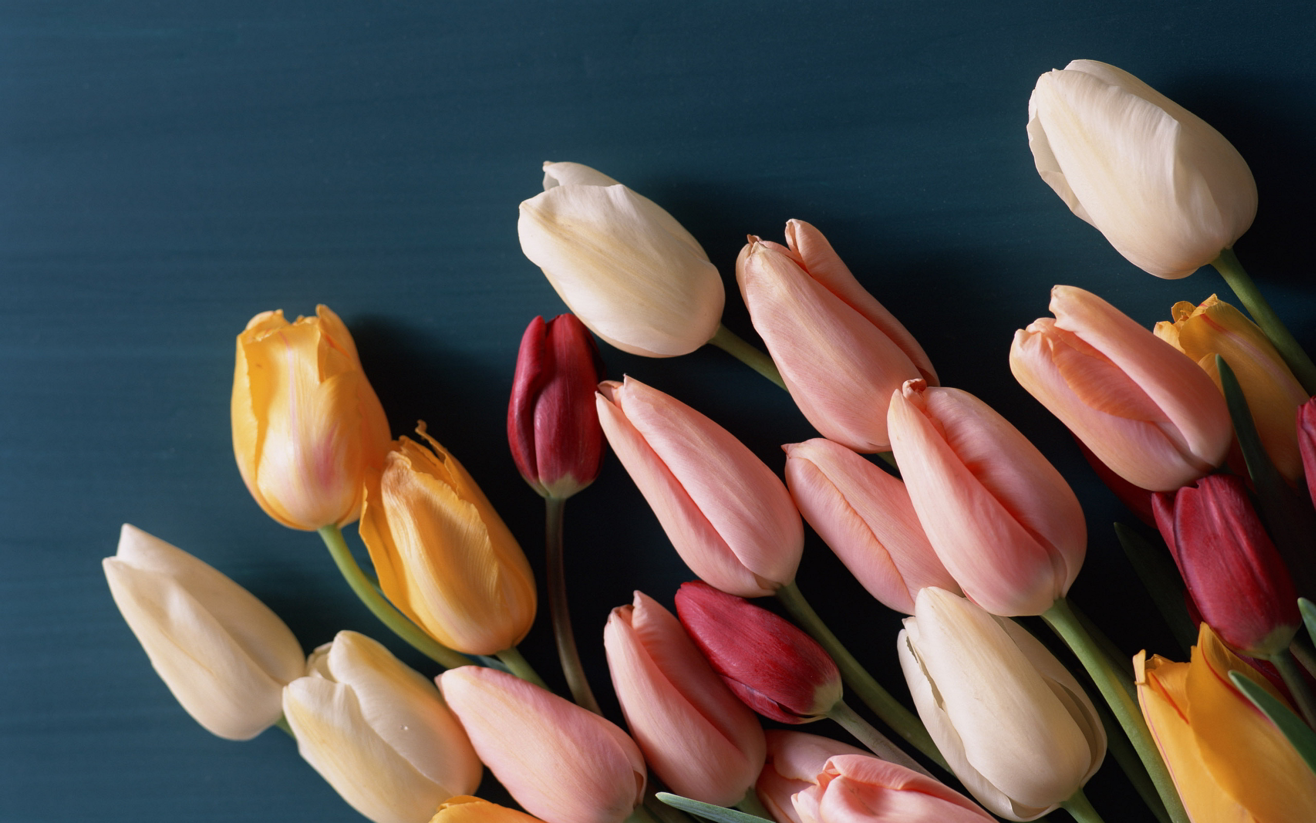 Tulips CLosed Petals