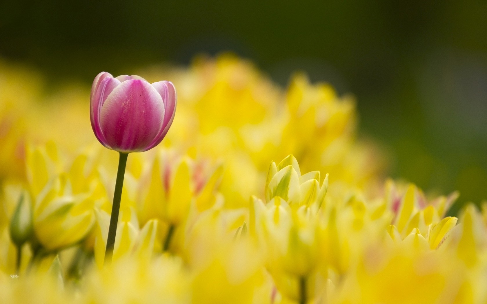 Tulips Nature