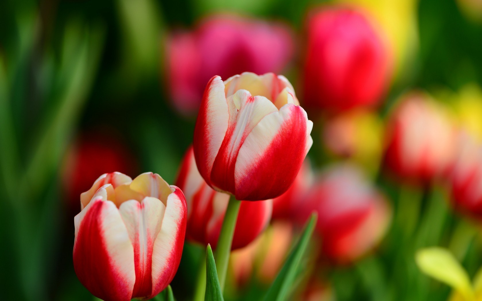 Tulips Red and White Leaves Flowers Spring