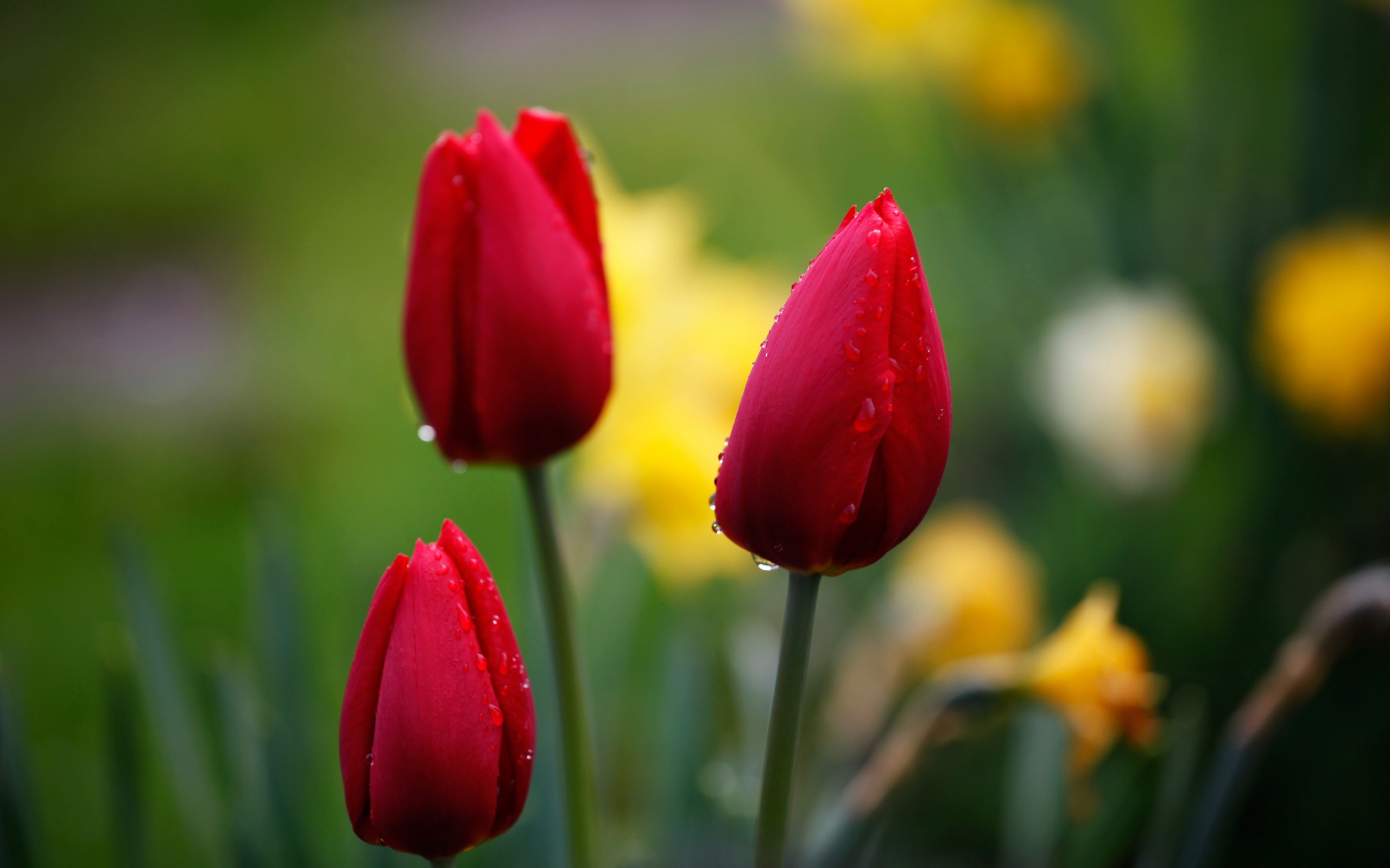 Tulips Red Drops Focus Nature Flowers Macro