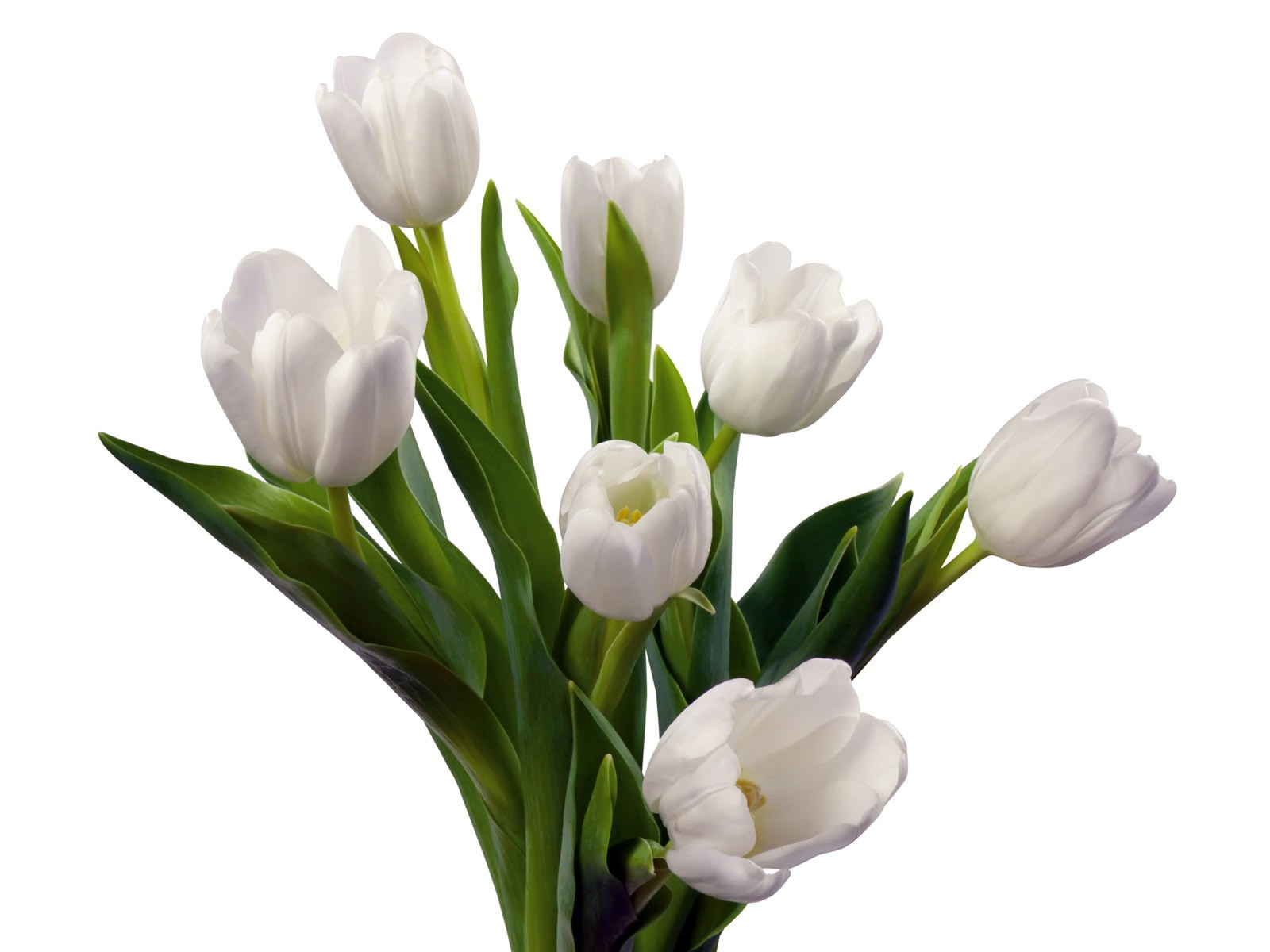 White Tulips Bouquet Cool