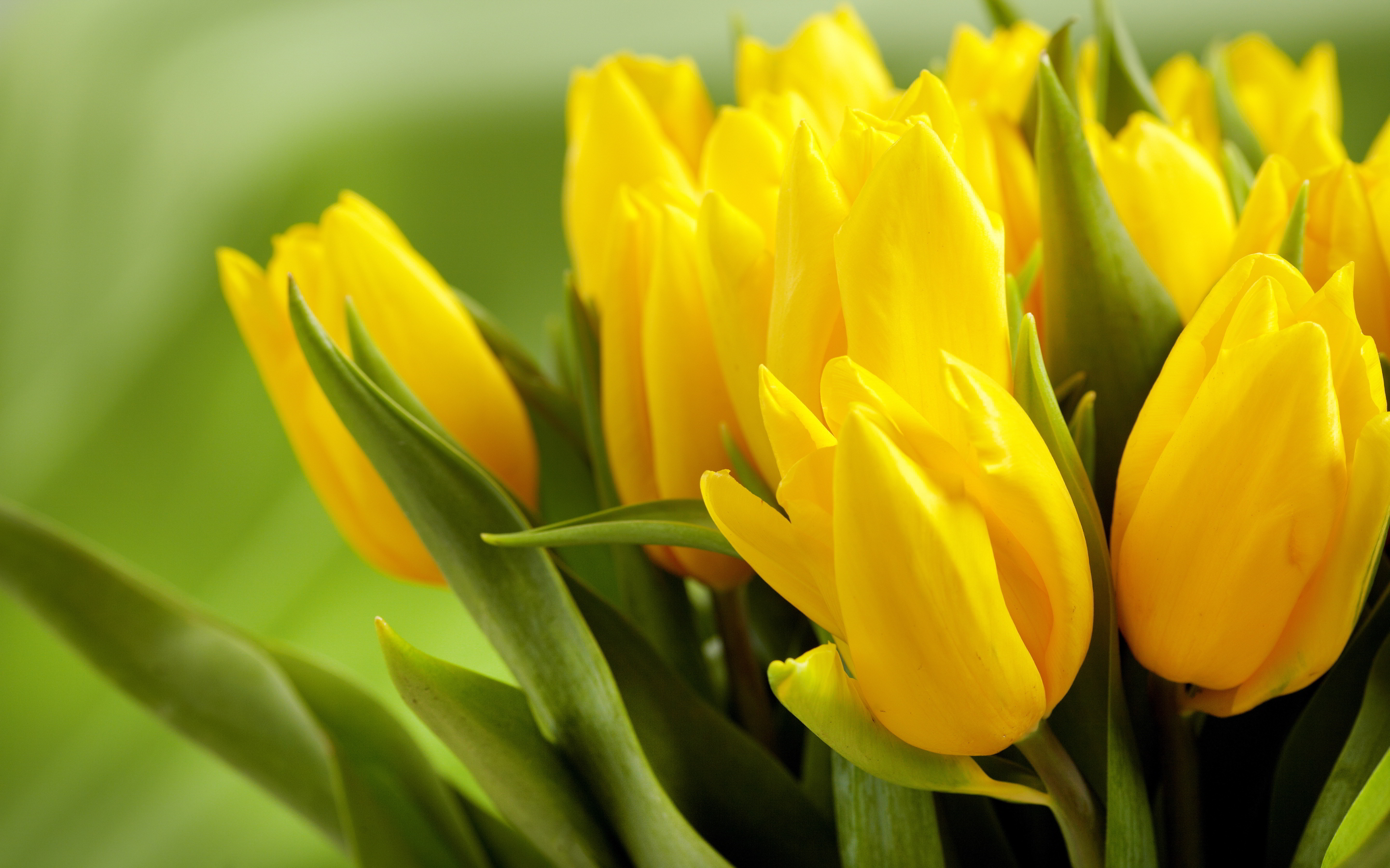 Yellow tulips hd